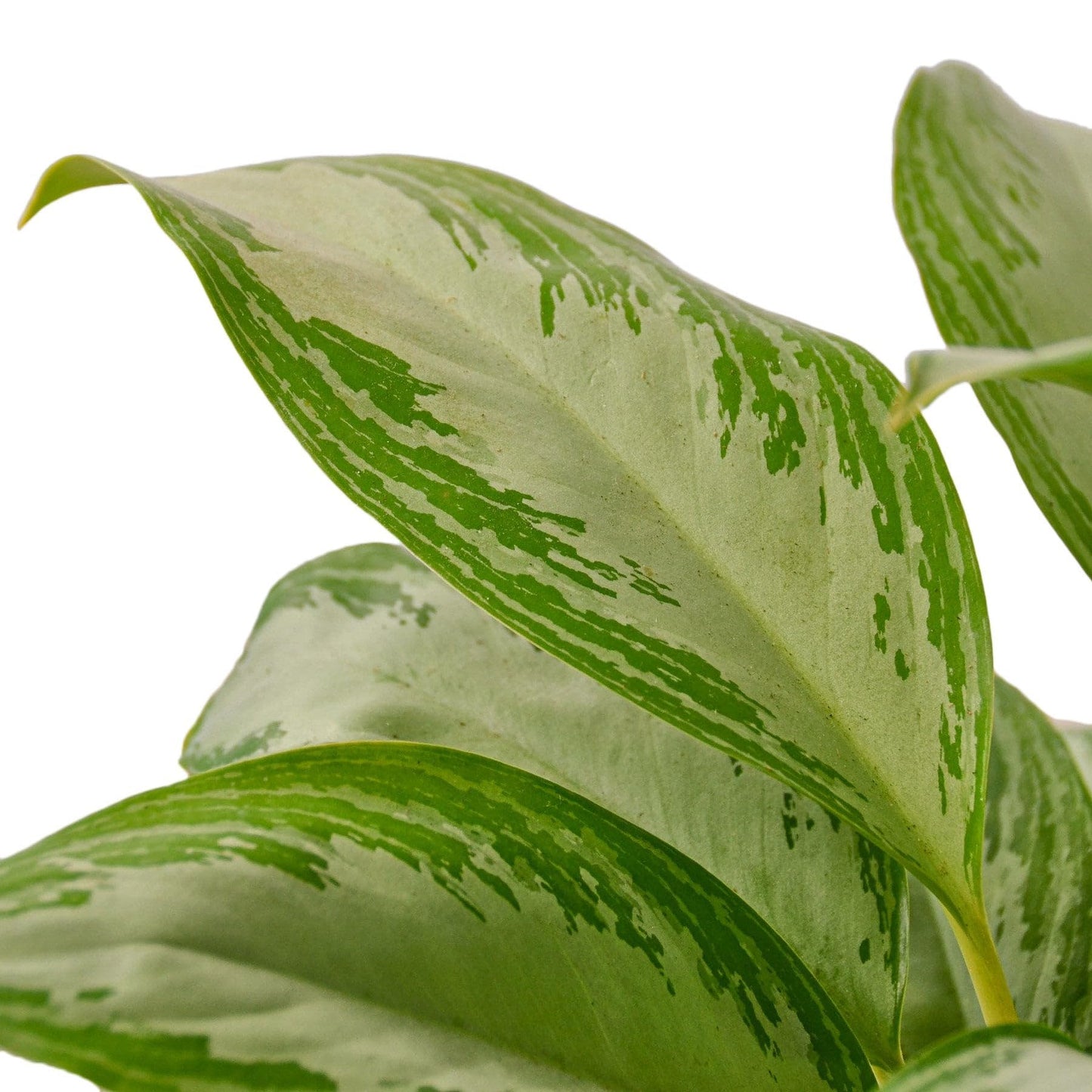 5 Pack Chinese Evergreen 'Silver Bay' in 6in Pot - Live Plants Tropical Houseplants | Variegated | USA Growers | The Snobby Leaf