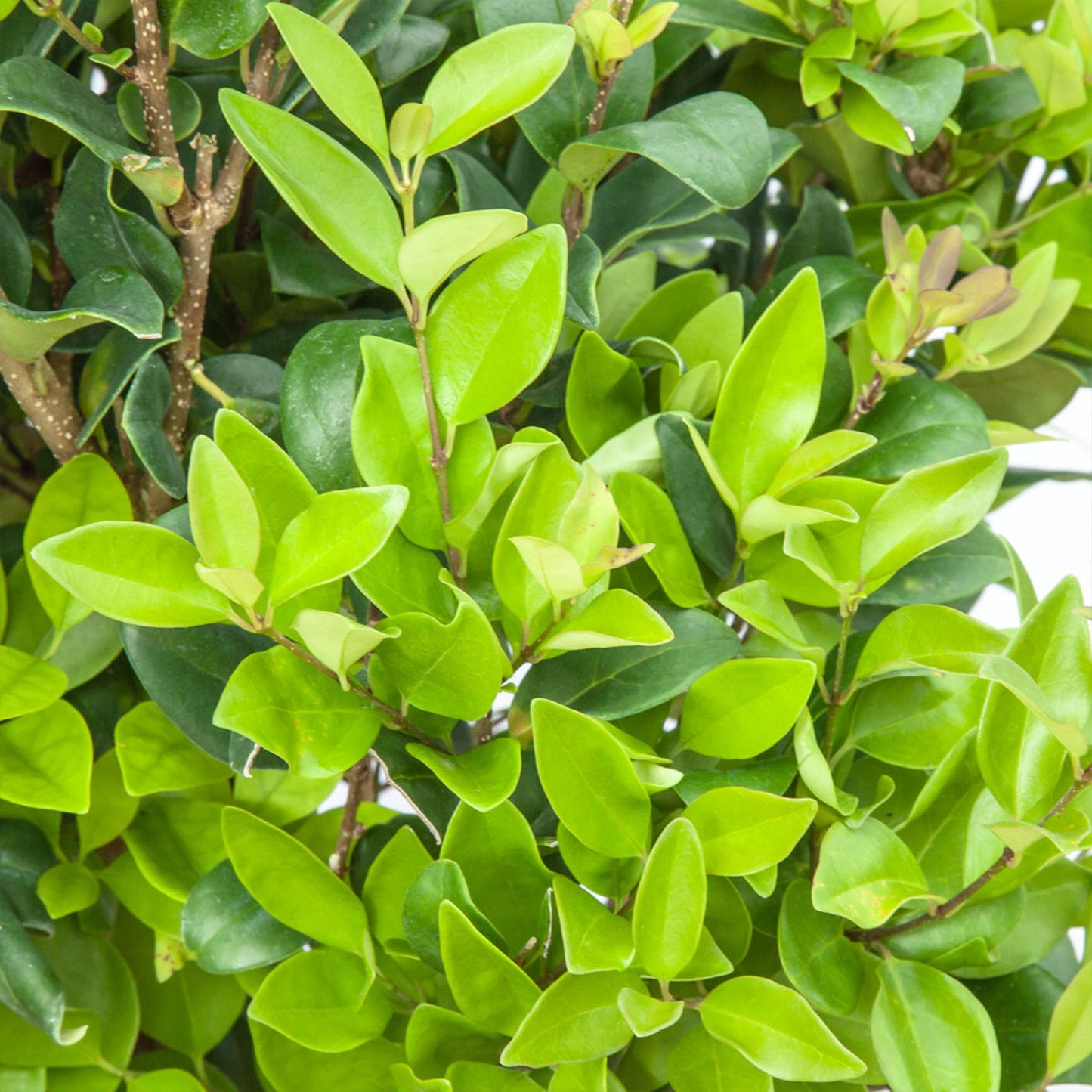 Perfect Plants Waxleaf Ligustrum 1 Gallon Growers Pot | Fast Growing Evergreen Shrub with Timy White Blooming Clusters