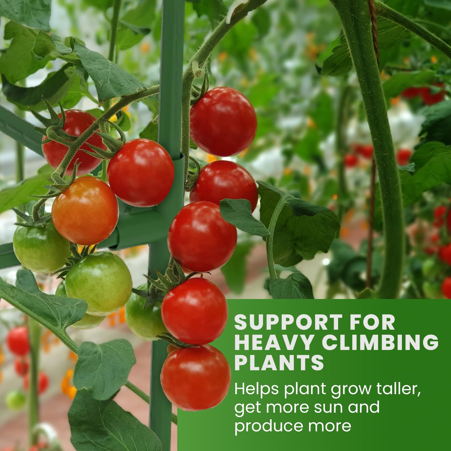 Square Tomato Cage - Large Trellis Stakes and Plant Support Structures for Vegetables and Climbing Plants - Tall Tomato Cages for Garden, Pots, Raised Garden Bed Outdoor Supplies (3 Pack - Up to 41")