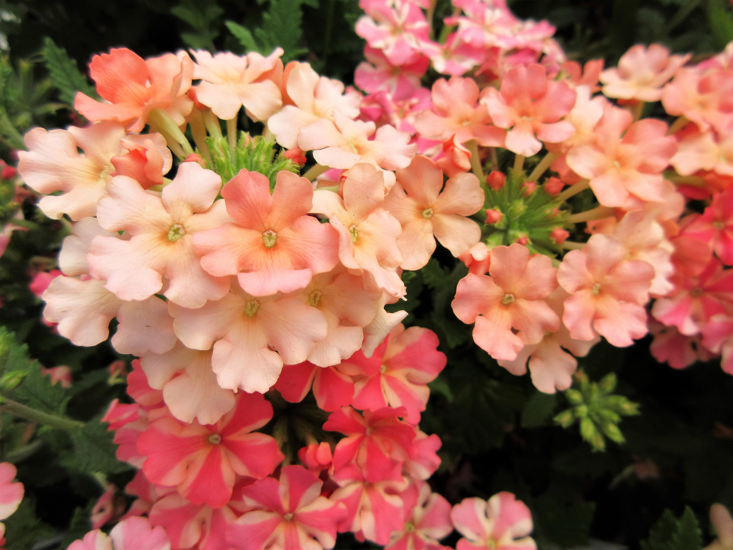 Dwarf Apricot Verbena Seeds, Fragrant Butterfly Flower, Apricot, Spring to Fall Bloom, Sun, 50 Seeds