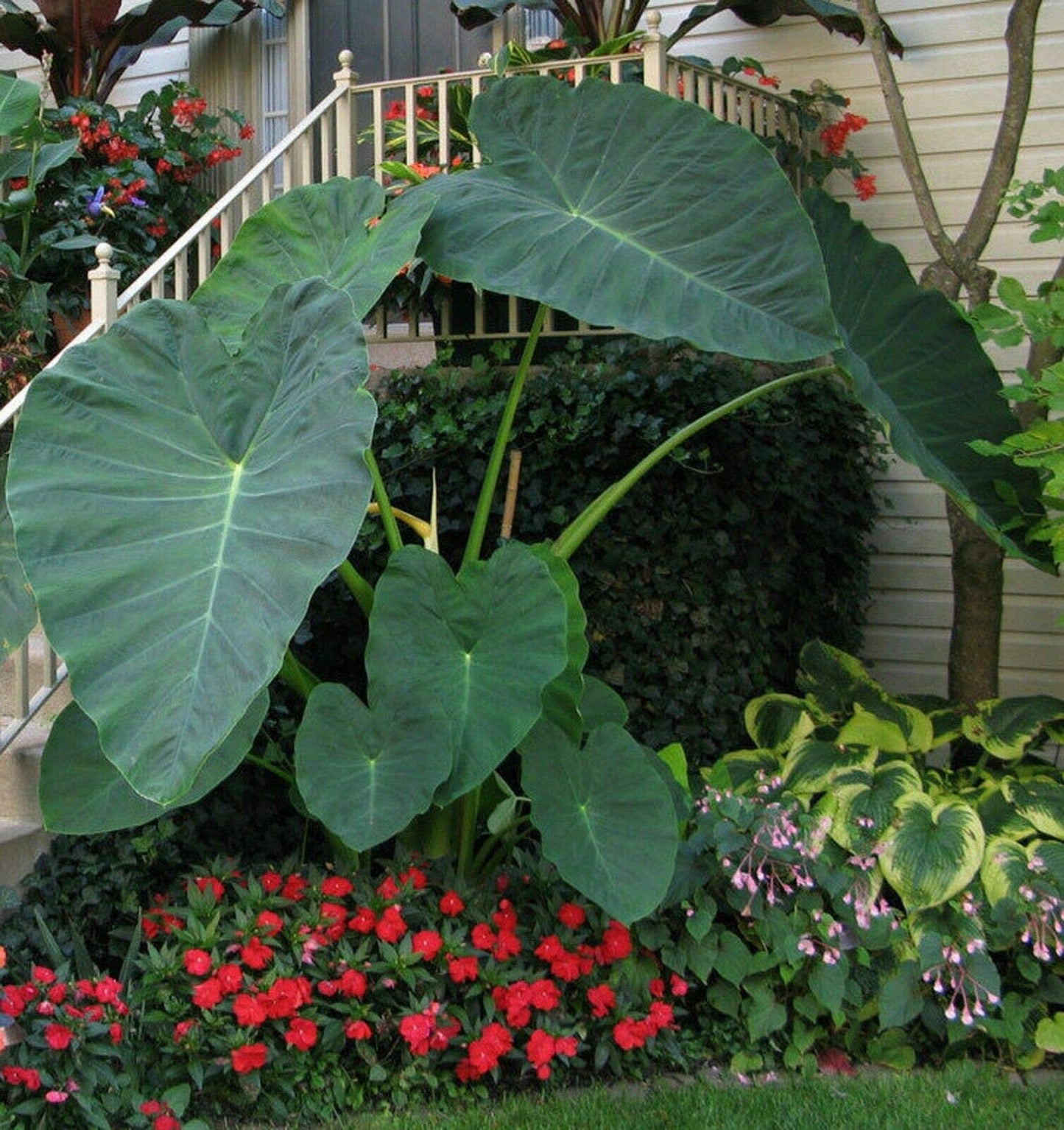 3 LIVE BULBS Colocasia gigantea Thailand Giant Thai Giant Elephant Ear Huge Leaf