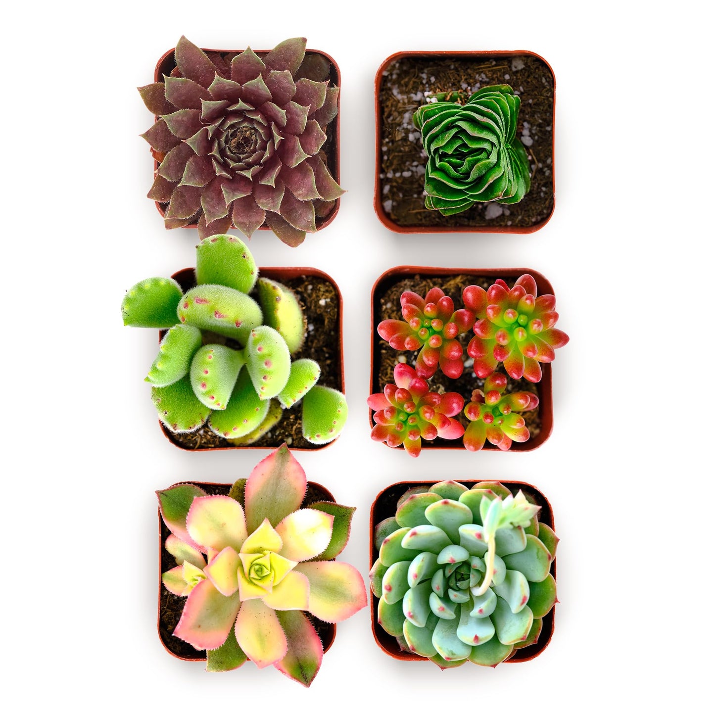 Shop Succulents Colorful Succulent Plant Pack 2" Grow Pot Pack of 6