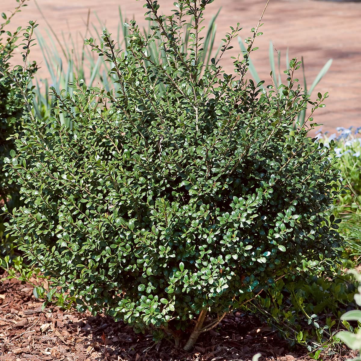 Japanese Holly Ilex Compacta (2.5 Quart) - Low-Maintenance Evergreen Shrub - Live Plant in Pot - Dense Green Foliage