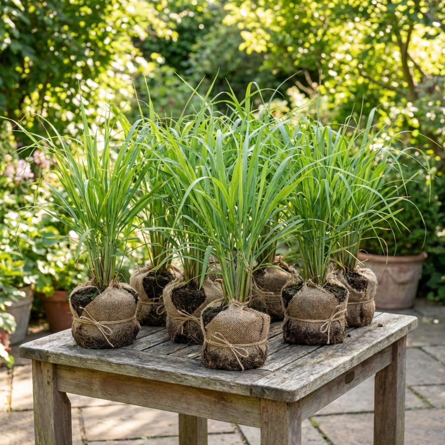 8 Lemongrass Plants Live 4-8 Inch Tall, Large Fragrant Lemon Grass Herbs Stalks for Container, Patio, or Garden, Well Rooted, High Yield