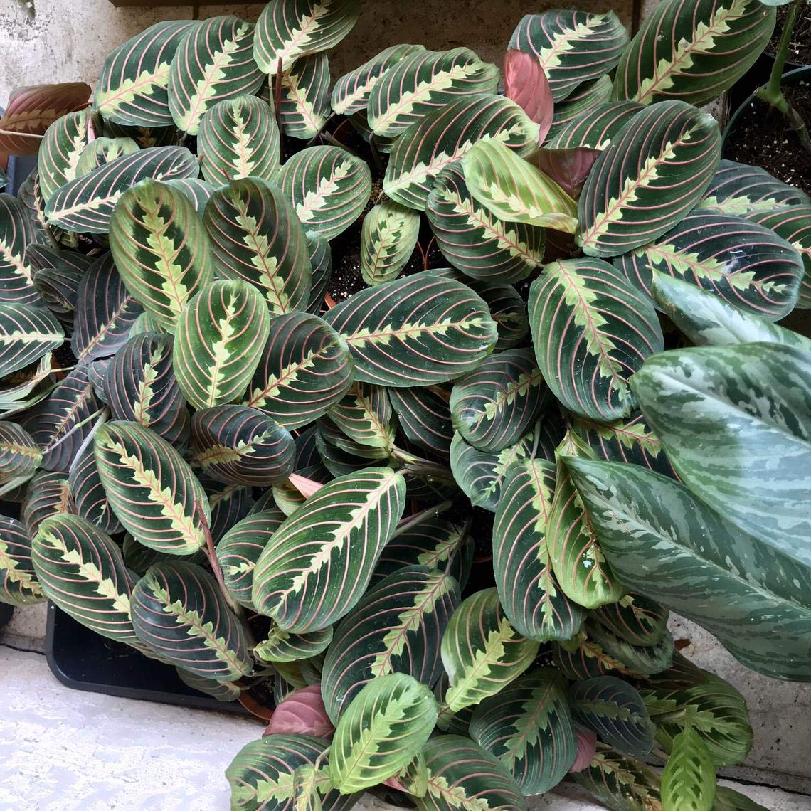 1 Red and 1 Green Prayer Plant - Maranta - Easy to grow - 4" Pot/unique-from Jmbamboo