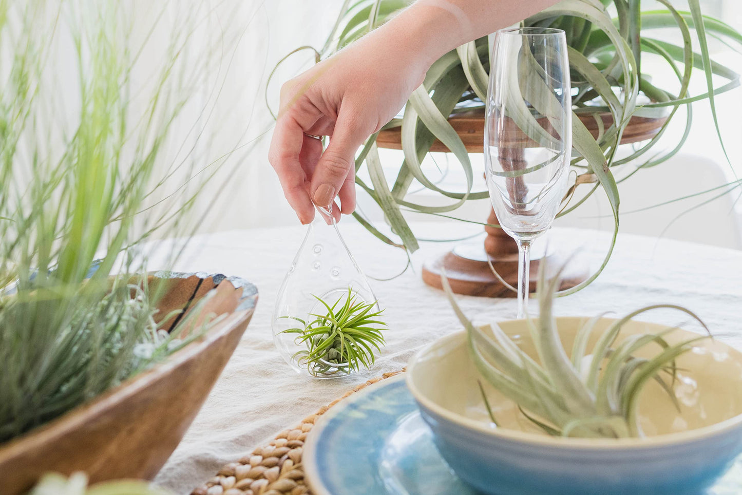 Ionantha Guatemala Air Plants - Choose Your Custom Quantity - Live Tillandsia - Easy Care House Plants - 30 Day Guarantee