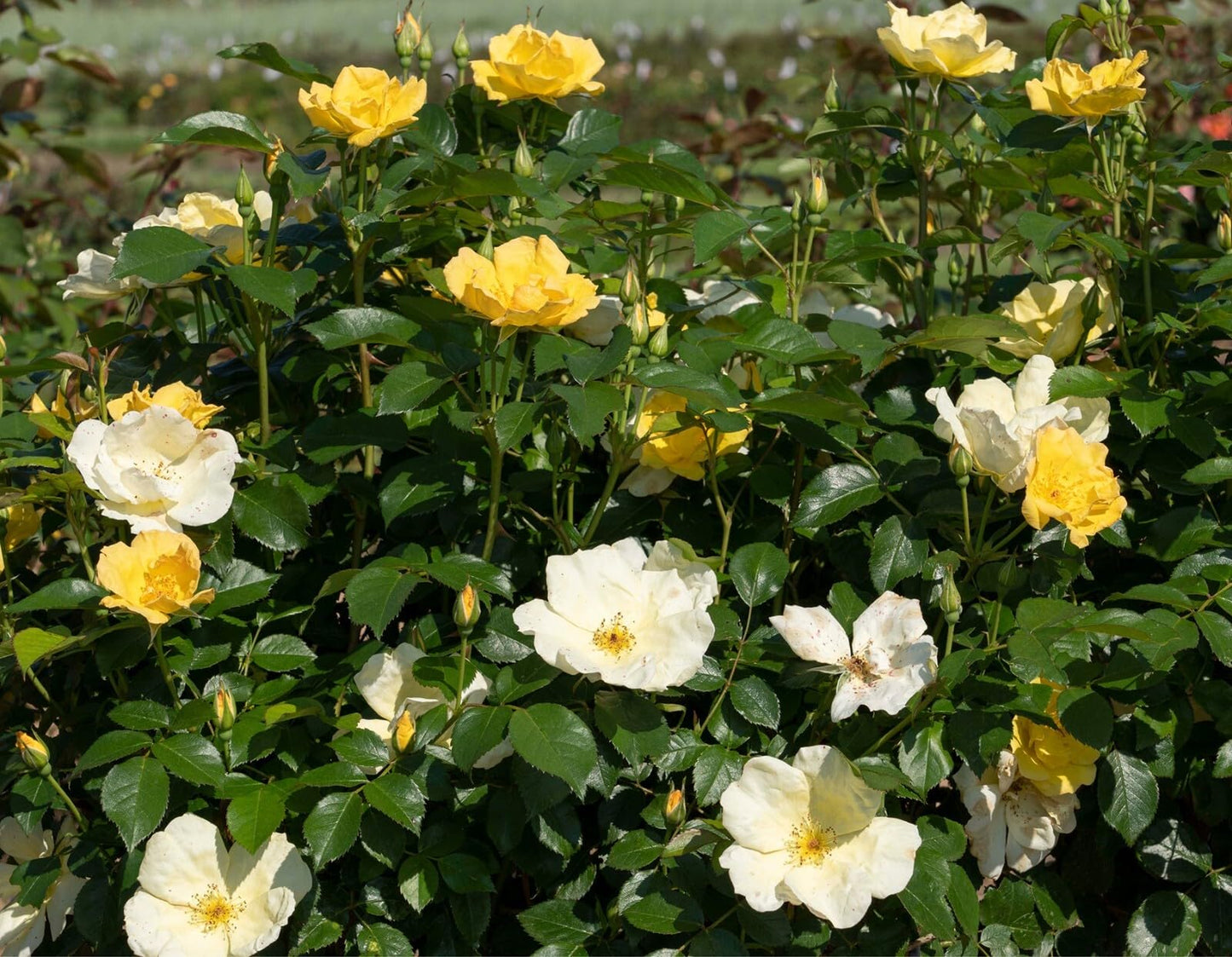 Live Plant - Easy Bee-Zy Knock Out Rose - Live Plant - (1 Qt)