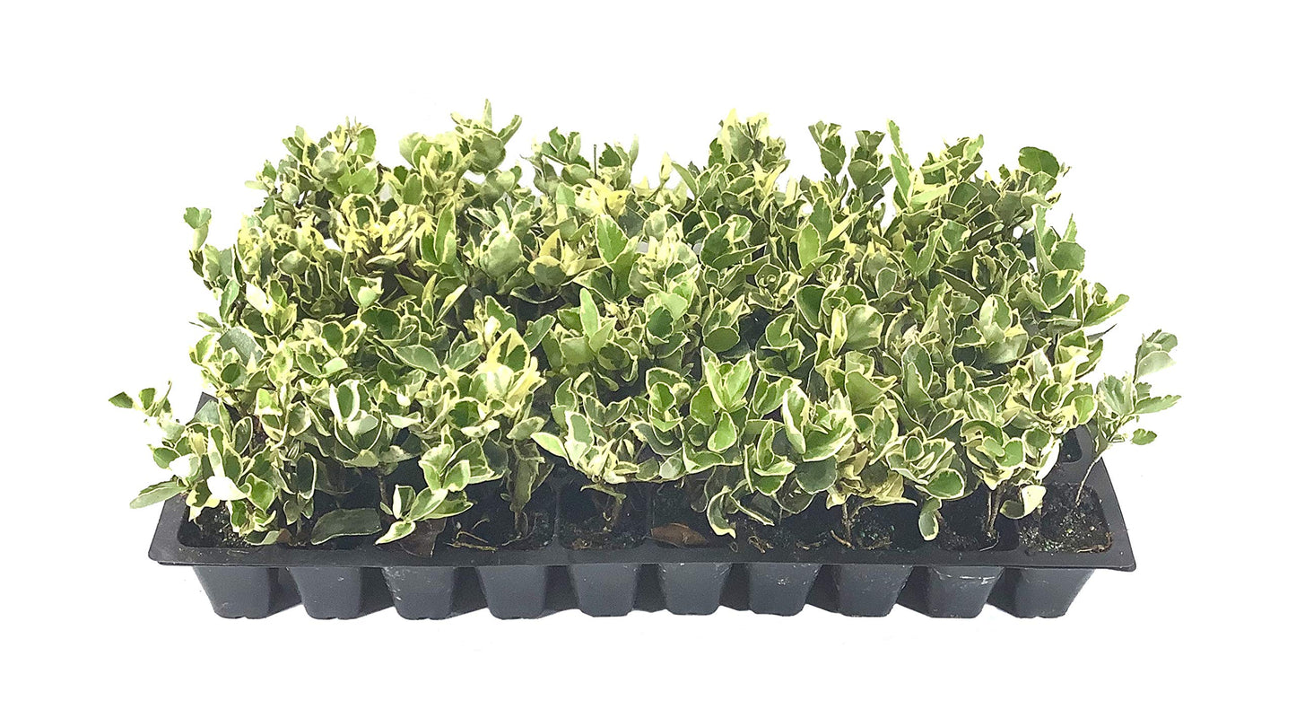Ligustrum Japonicum Jack Frost Privet - 40 Live Plants - Variegated Evergreen Hedge
