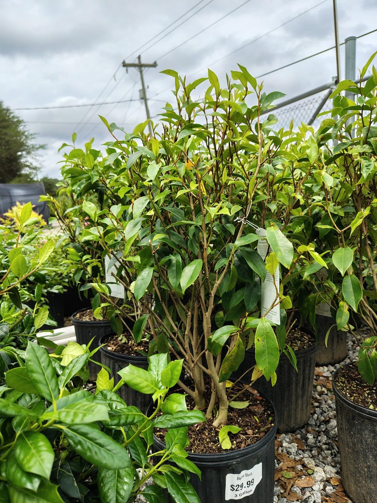 Live Plant - Banana Shrub (Michelia Figo) - Live Plant - 3 Gallon Pot