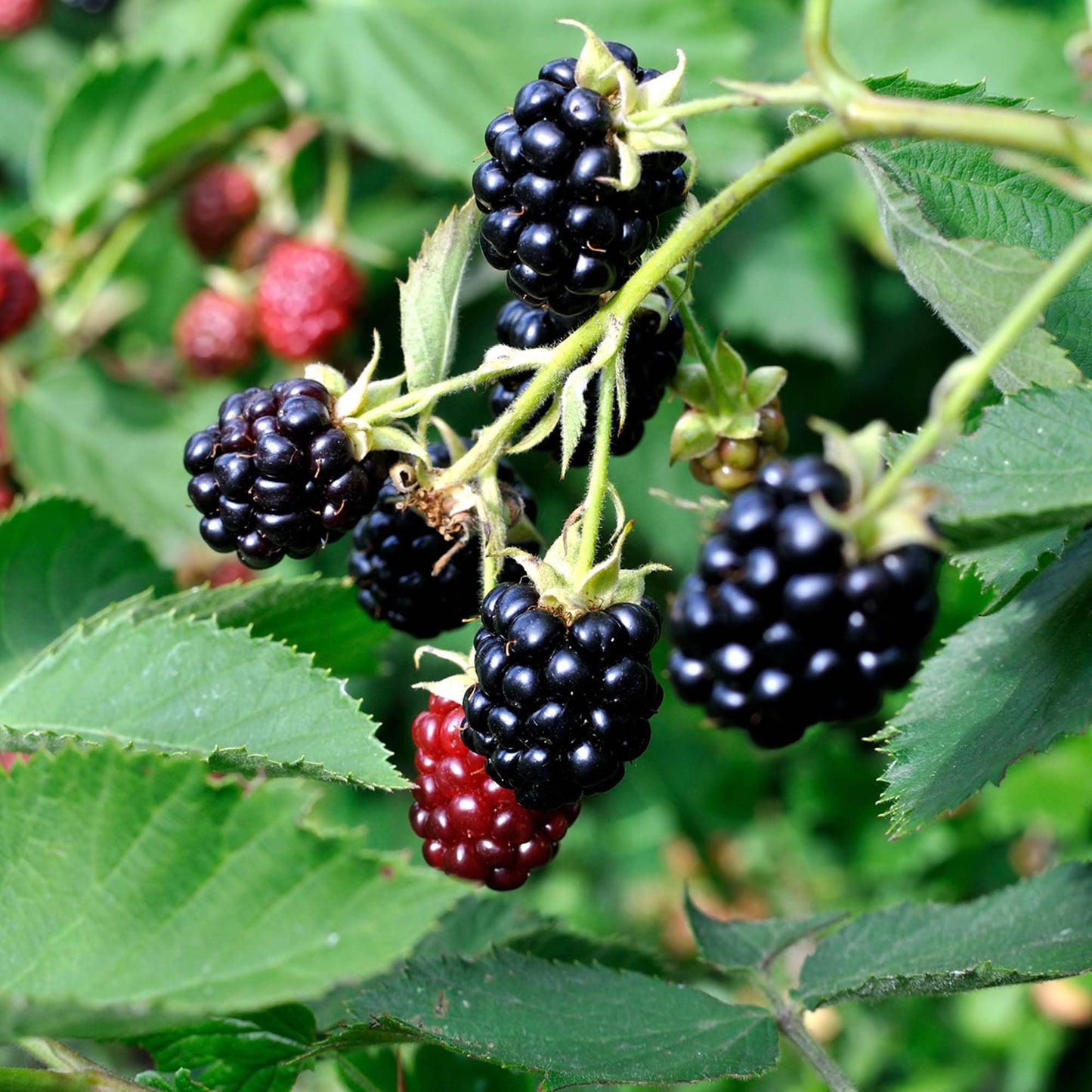 Perfect Plants Chester BlackBerry Bush 1 Gallon | Live Fruit Plant | Lush Sweet Berries