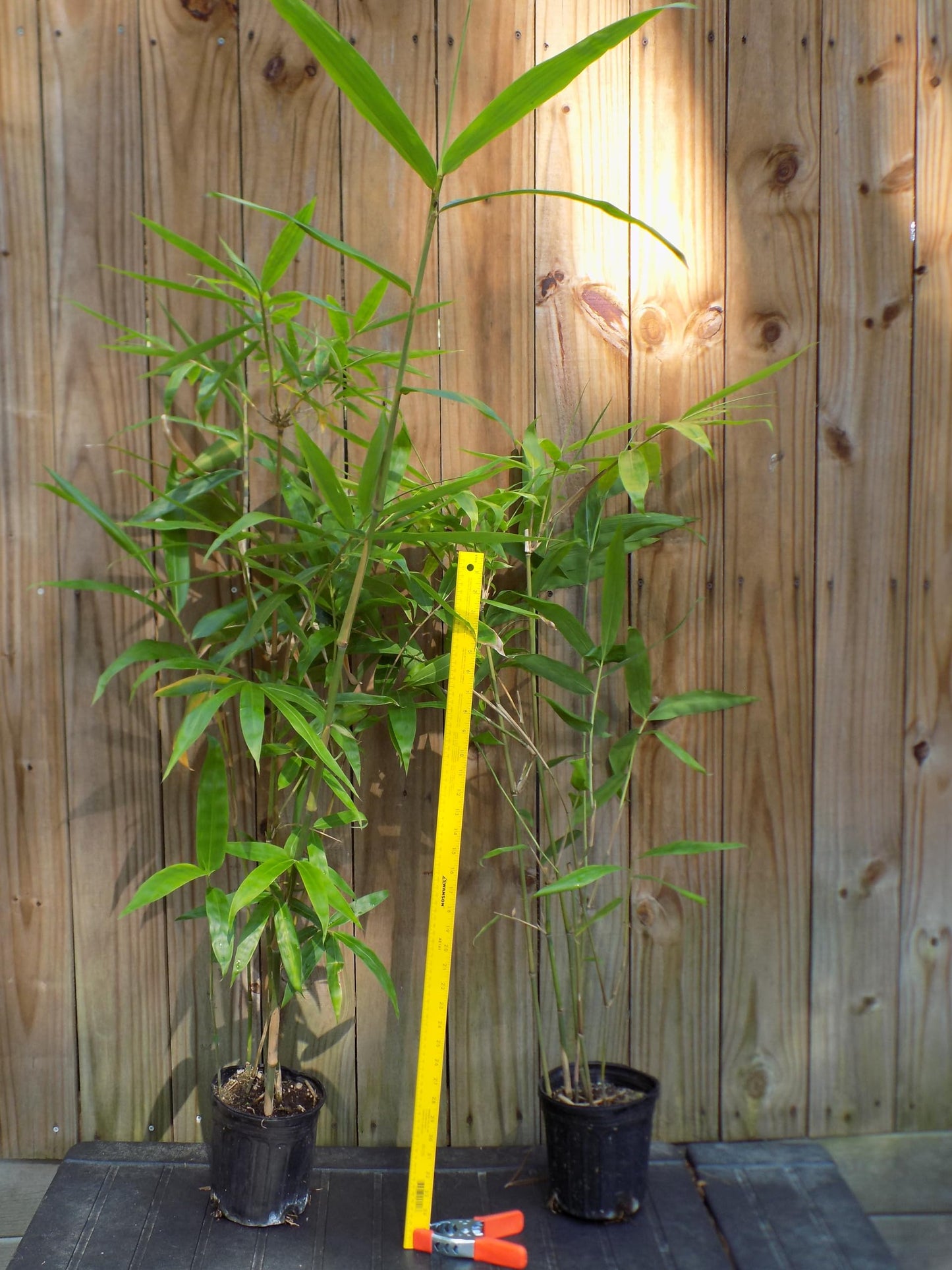 Angel Mist The Ghost - White Bamboo - Dendrocalamus Minor - 1 Gallon Size Plant