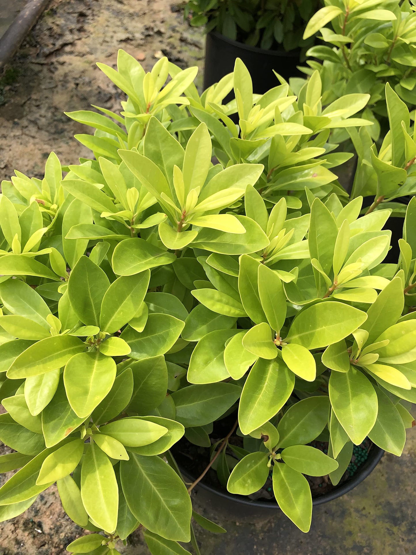 Illicium 'Florida Sunshine' (3 Gallon)