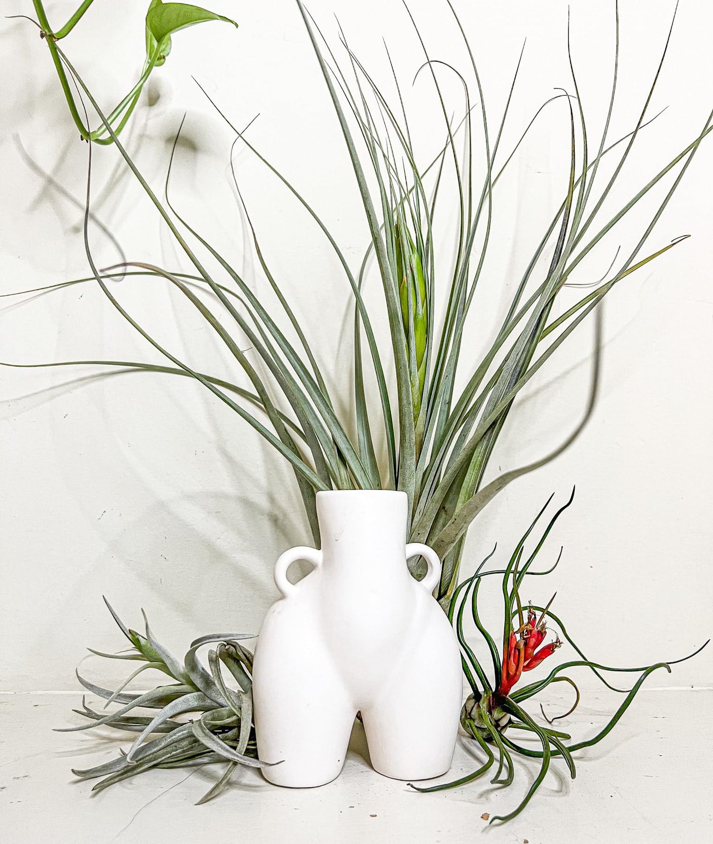 ragnaroc Air Plants - Tillandsia Variety Pack, Jumbo 5-9" - 5ct - Live Arrival Gauranteed - House Plants for Home Decor & Gift
