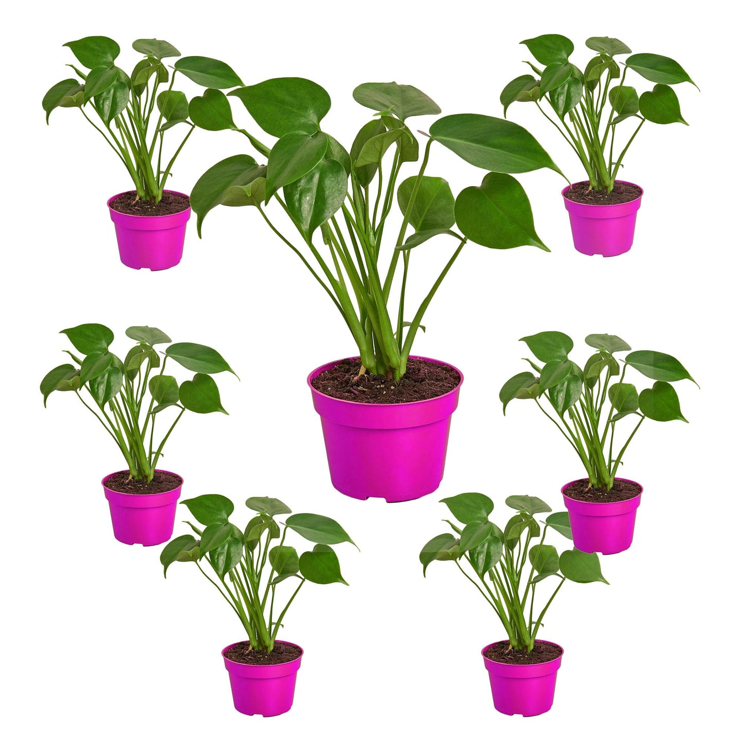 7 Pack Philodendron Monstera Split-Leaf in 6in Pot - Live Plants Tropical Houseplants | Variegated | USA Growers | The Snobby Leaf