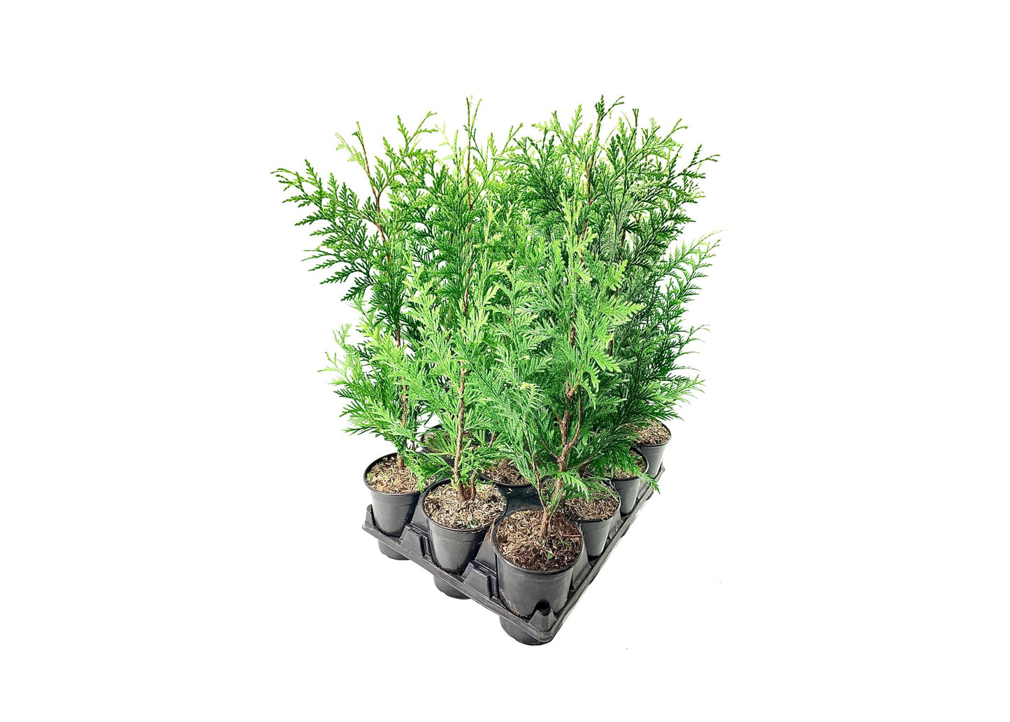 Thuja Plicata 'Green Giant' Arborvitae - 1 Quart Size Plant - Live Evergreen Privacy Tree