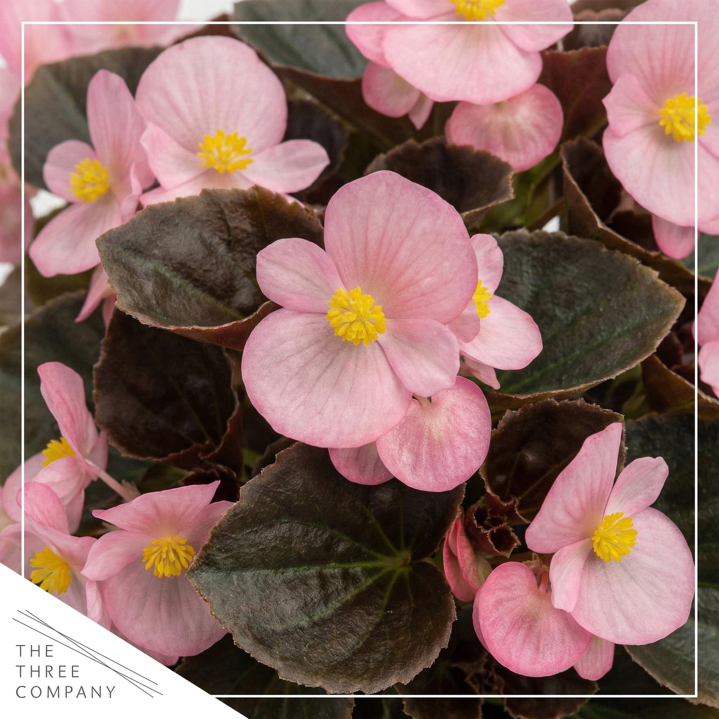 Live Begonia - Dark Leaf Cocktail Pink (4 Per Pack), Beautiful Shade Annual, Ships 8" Tall by 4" Wide in 1 Pt Pot