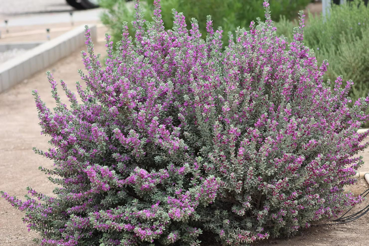 Dwarf Texas Sage Live Plants (5-9") - Pack of 2 (Two) - Leucophyllum frutescens 'Compacta' - Drought Tolerant Silver Shrub - Compact Purple Blooming Barometer Bush