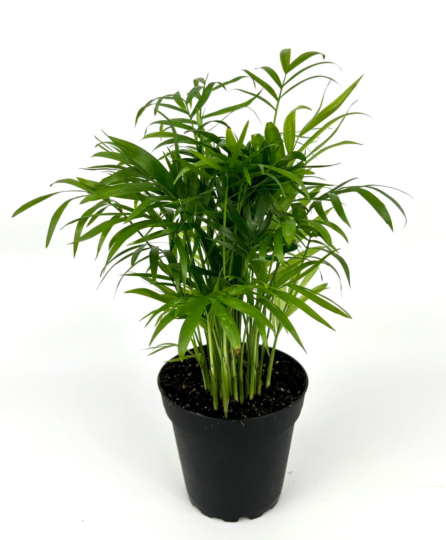 Chamaedorea Elegans Parlor Palm, Neanthe Bella Palm in 4" Pot