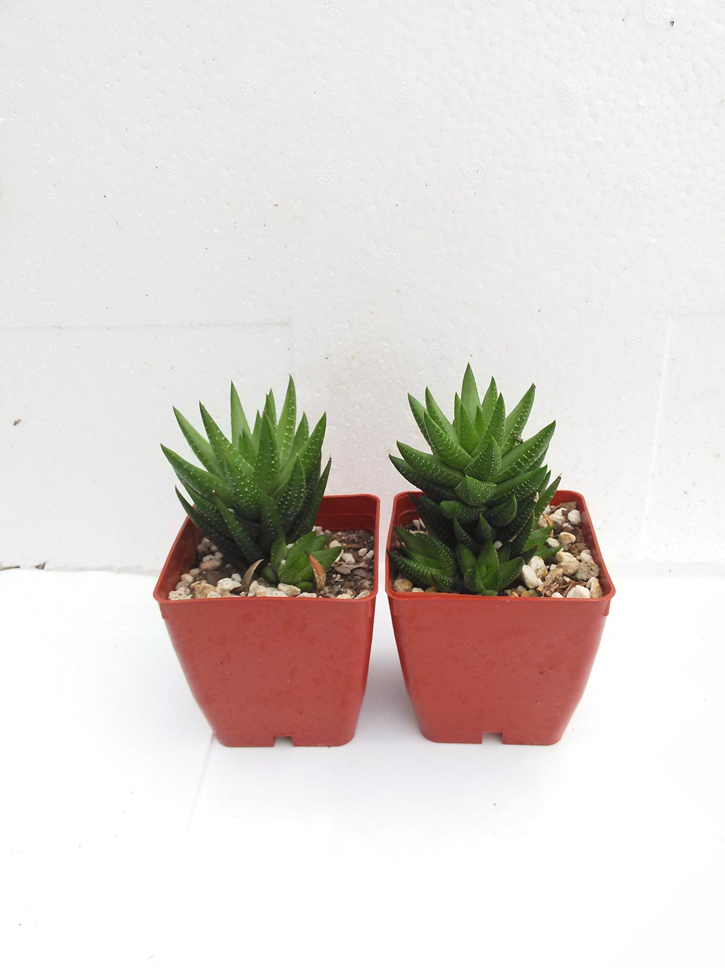 Two Haworthia Attenuata, Zebra 2'' Pot Zebrina Exotic Rare Succulent Cactus Plant Cacti Unique From Jmbamboo