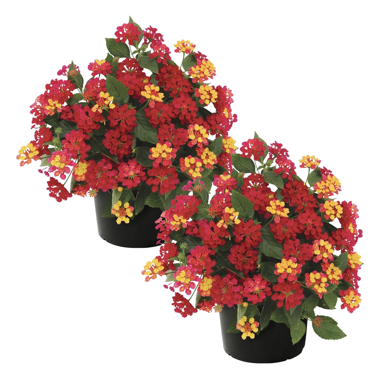 Live Flowering Lantana - Havana Red Sky (2 Plants Per Pack), Healthy Blooming Pollinator, 8" Tall by 5" Wide in 1 Qt Pot