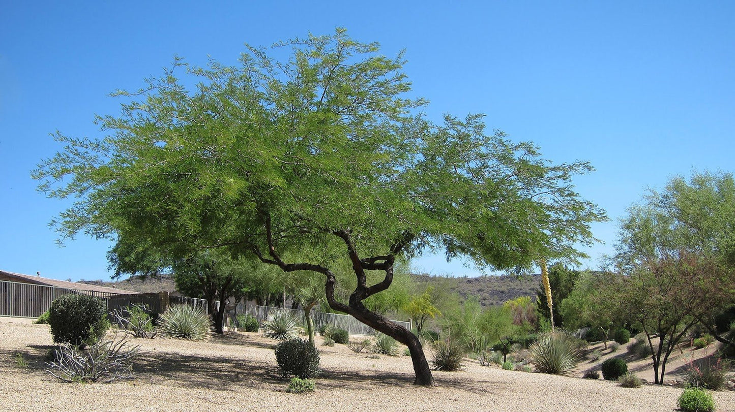 20 Thornless Argentine Mesquite Tree Seeds Prosopis alba CS