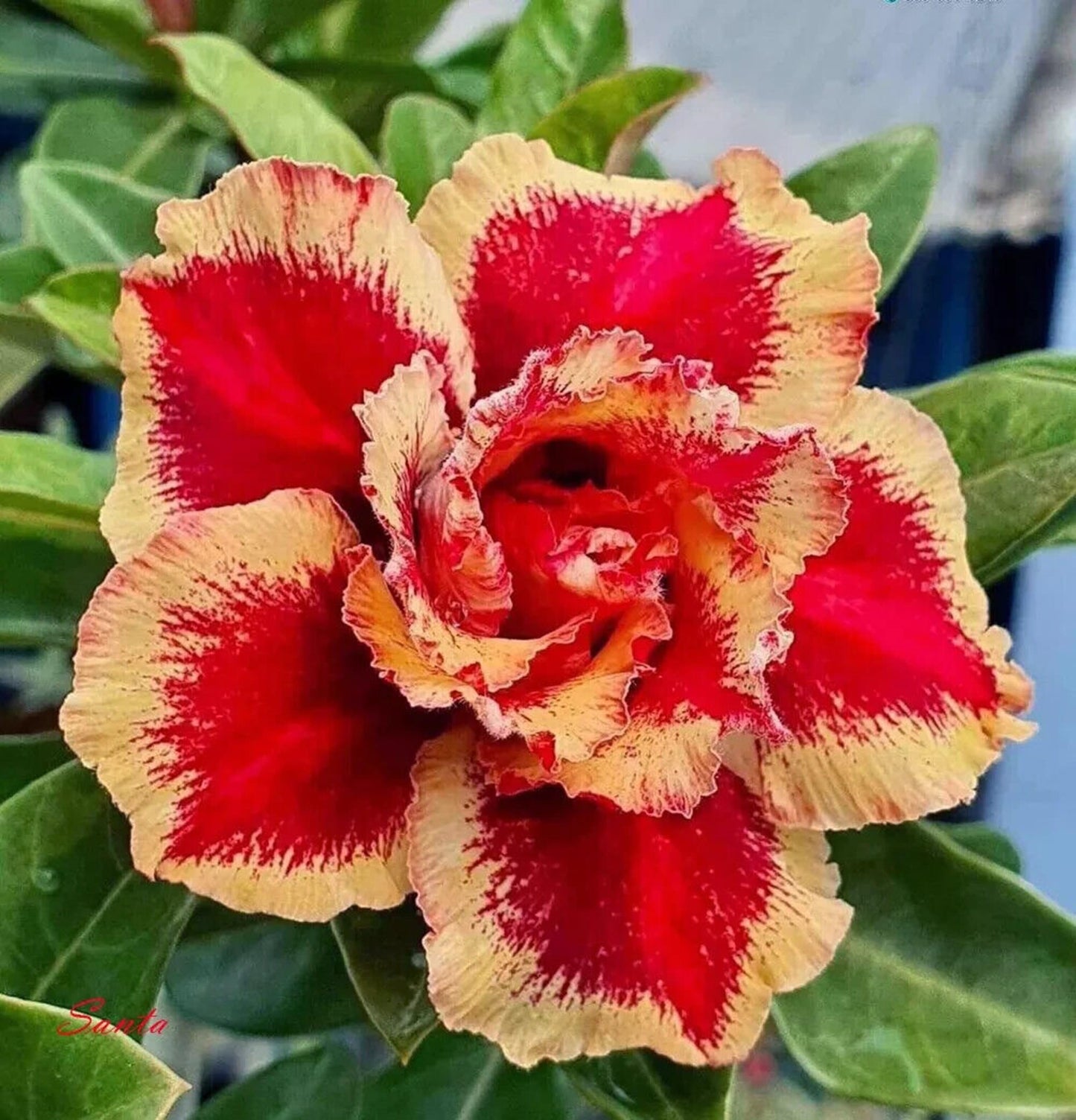 4 Red Mango Desert Rose Seeds Adenium Flowers Flower Perennial