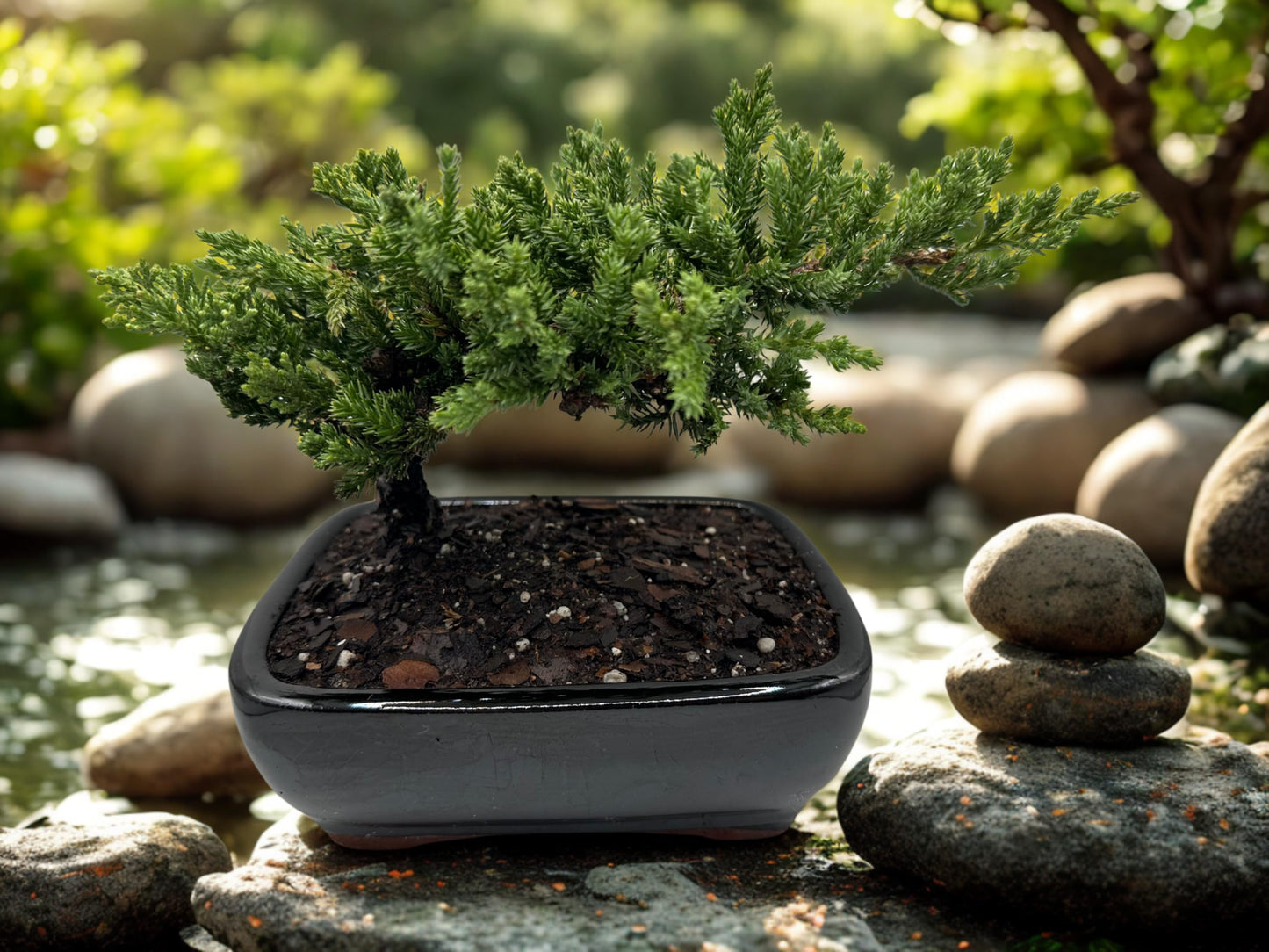 Live Dwarf Juniper Bonsai Tree | Potted in Plastic Pot | 3 Years Old | 100% Handcrafted | Outdoor Bonsai | Unique Gift for Birthday, Graduation, Anniversary