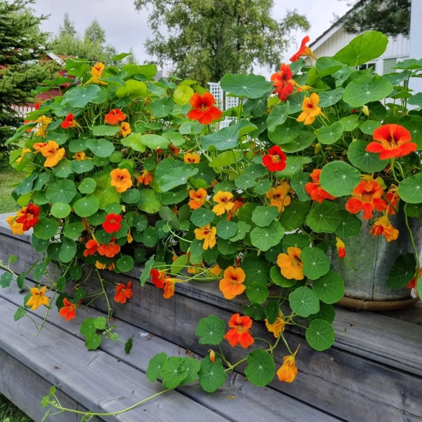 Nasturtium Live Plant in 4 Inch Pot, 4-6″ Tall Nasturtium Flower Starter Plant for Planting, Flower Vine Plants, Well Rooted