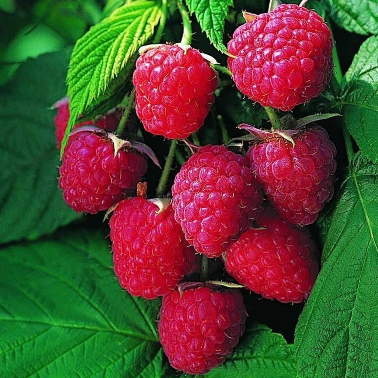 Set 2 Caroline Red Raspberry Plants Live, Raspberry Trees Live Plants, Raspberry Seedlings, 5-9 Inc, Raspberry Fruits Trees