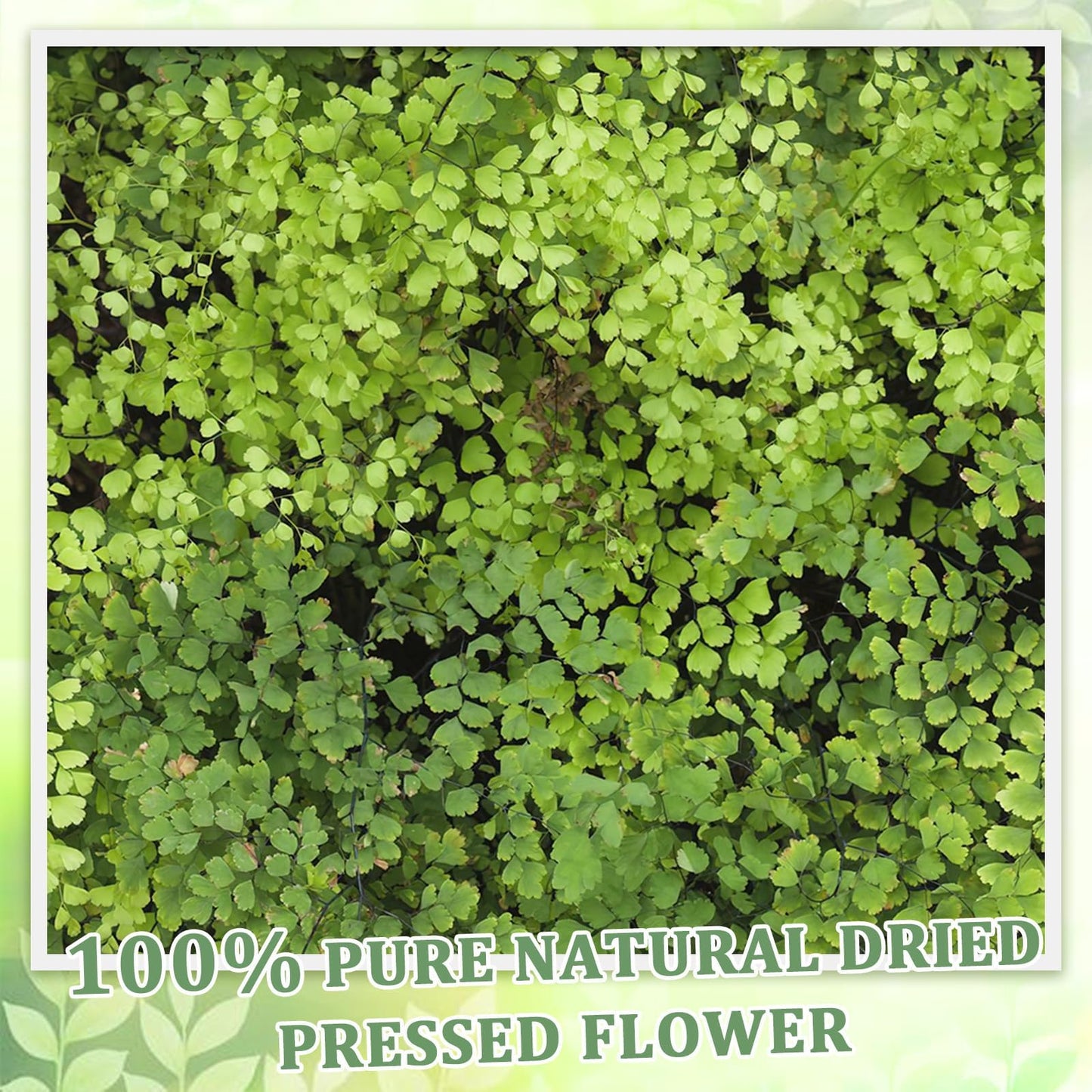 80 Pcs Green Ferns Dried Pressed Flowers Bulk for Crafts, Natural Leaves Greenery for Resin Art, Candle Making, DIY Decoration, Floral Supplies