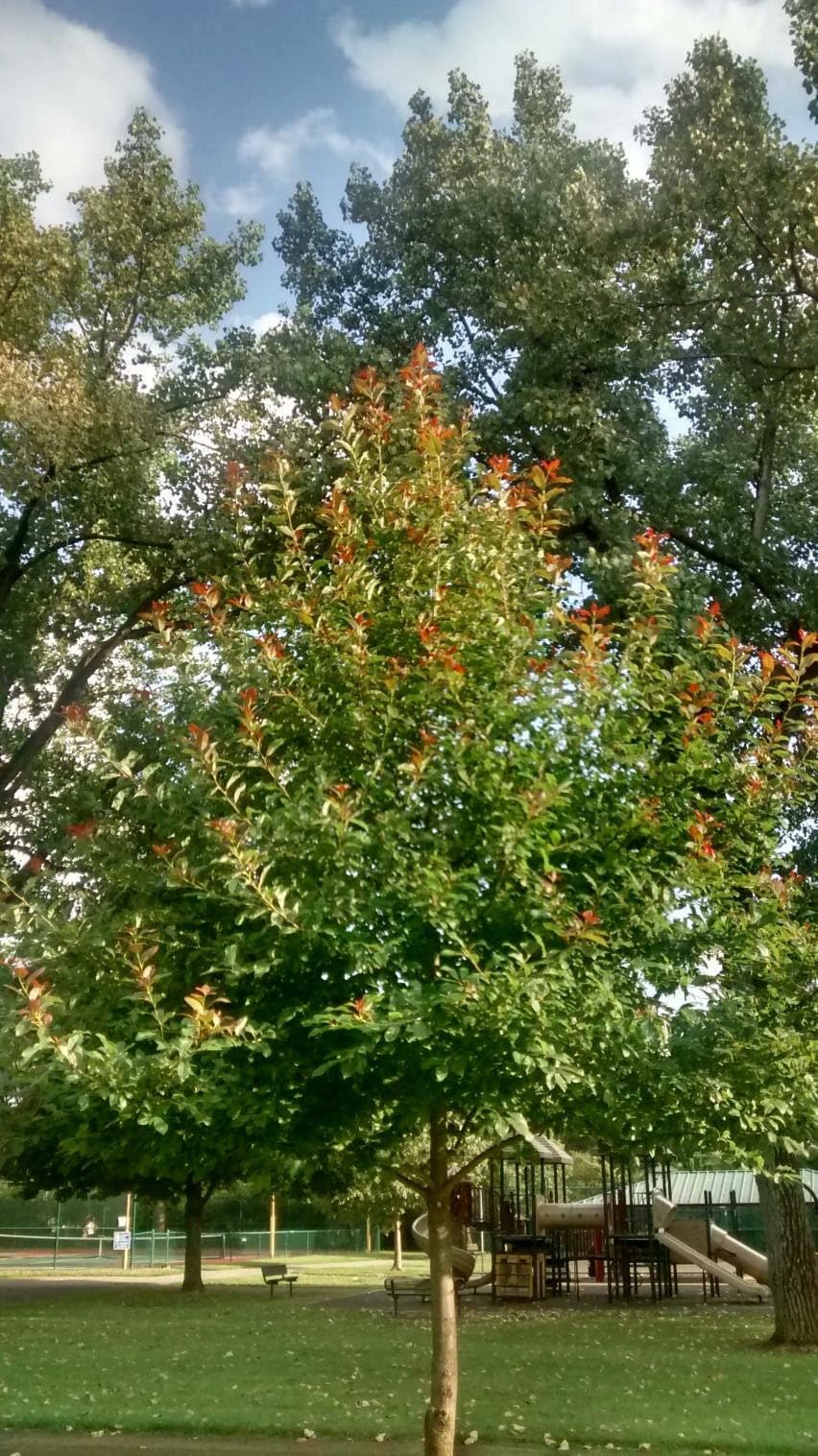 Live Plant - 2 Black Gum (Tupelo) Trees - 6-12" Tall Live Plants, Quart Pot - Nyssa sylvatica