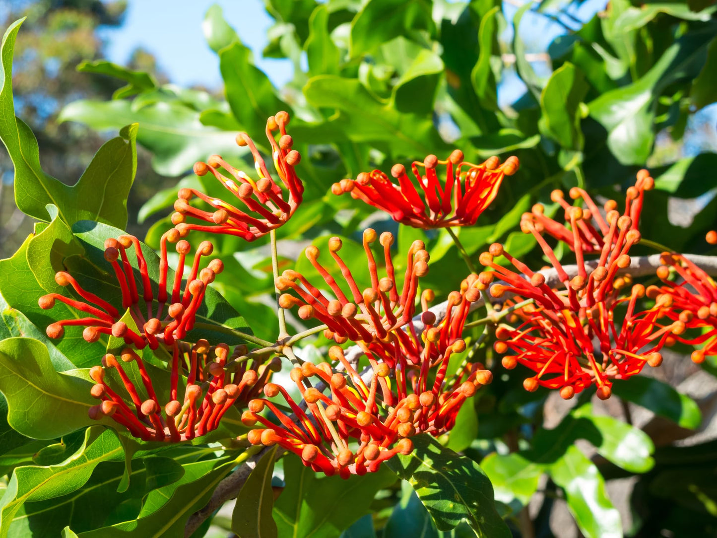Mandarin Honeysuckle Vine - Perennial - Lonicera - 2.5" Pot