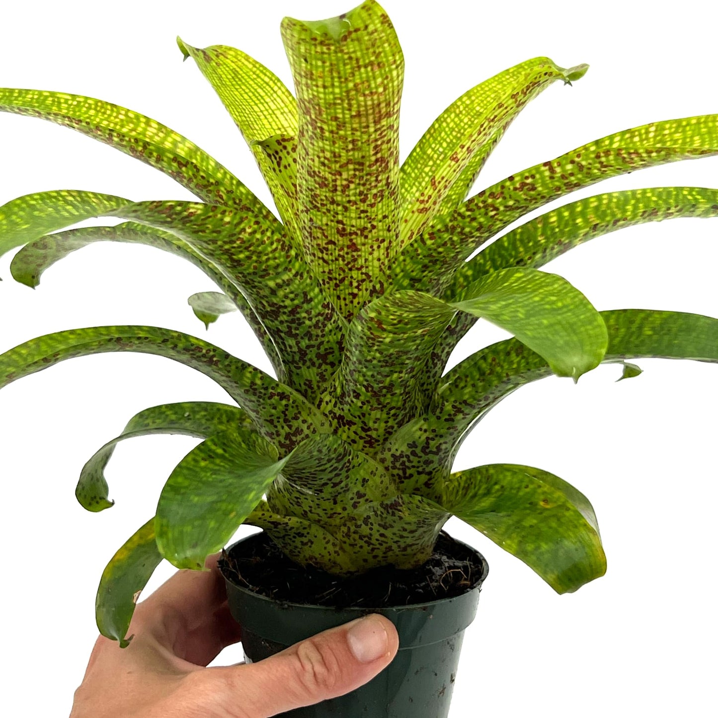 ragnaroc Live Plants – Bromeliad Vrisea Fenestralis, 4-8" in 4" Pot - 1ct - Live Arrival Guaranteed - House Plants for Home Decor & Gift