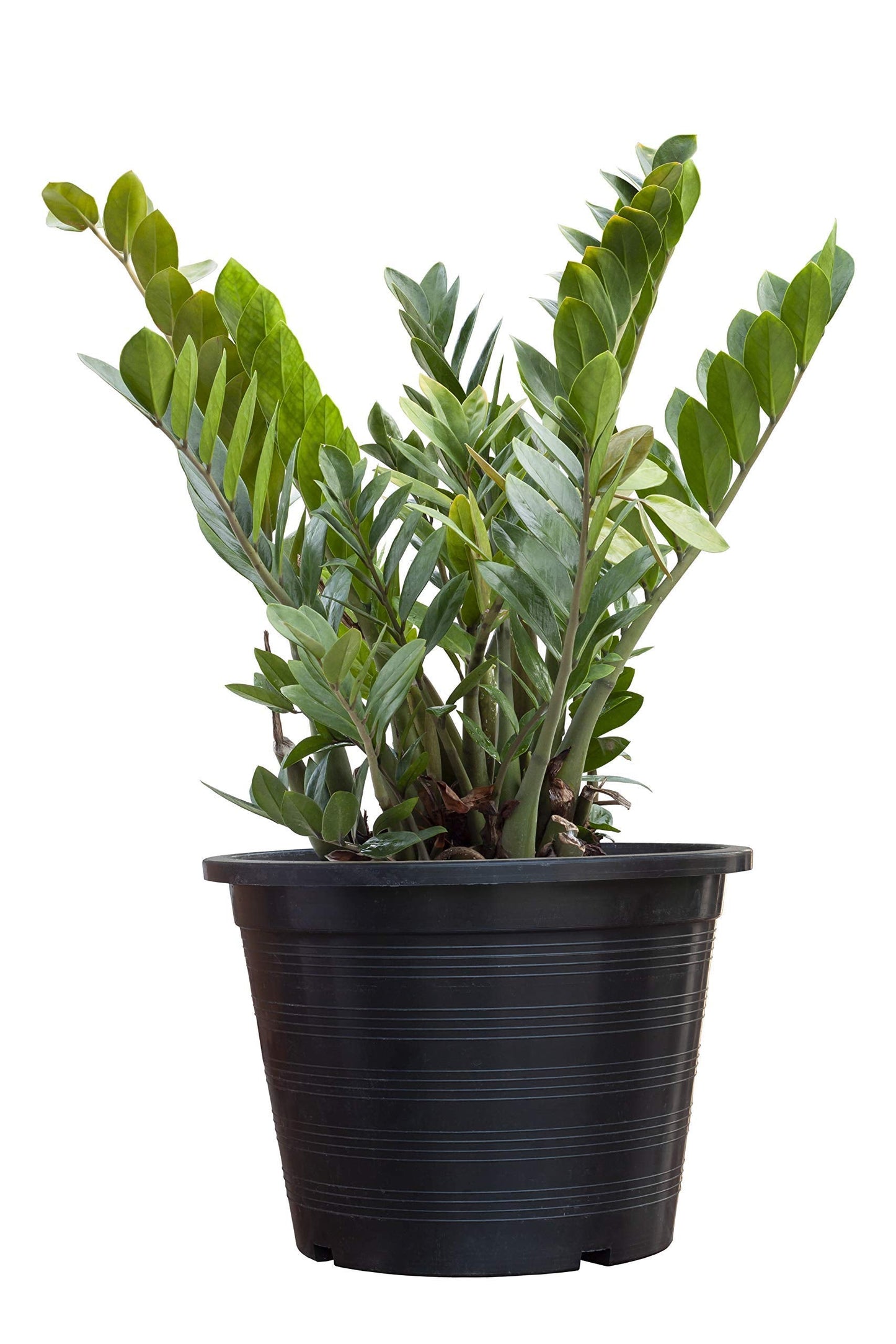 ZZ Plant