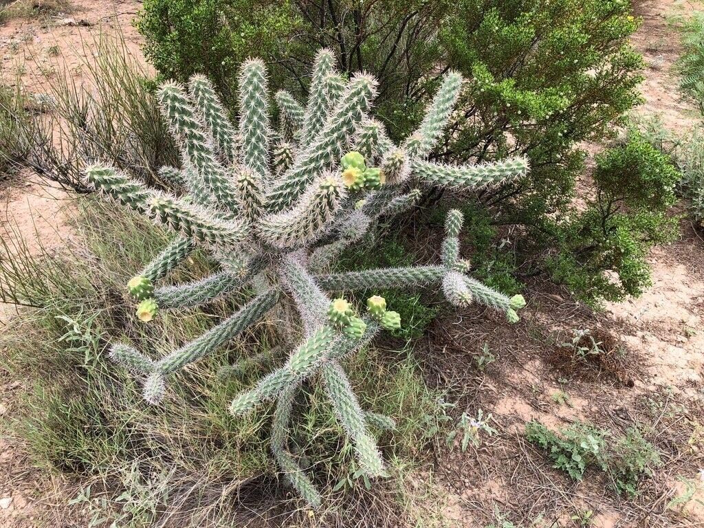 Cane Cholla Cactus (Cylindropuntia spinosior) - Live Plant Cutting - Propagate Ready - Cold Hardy