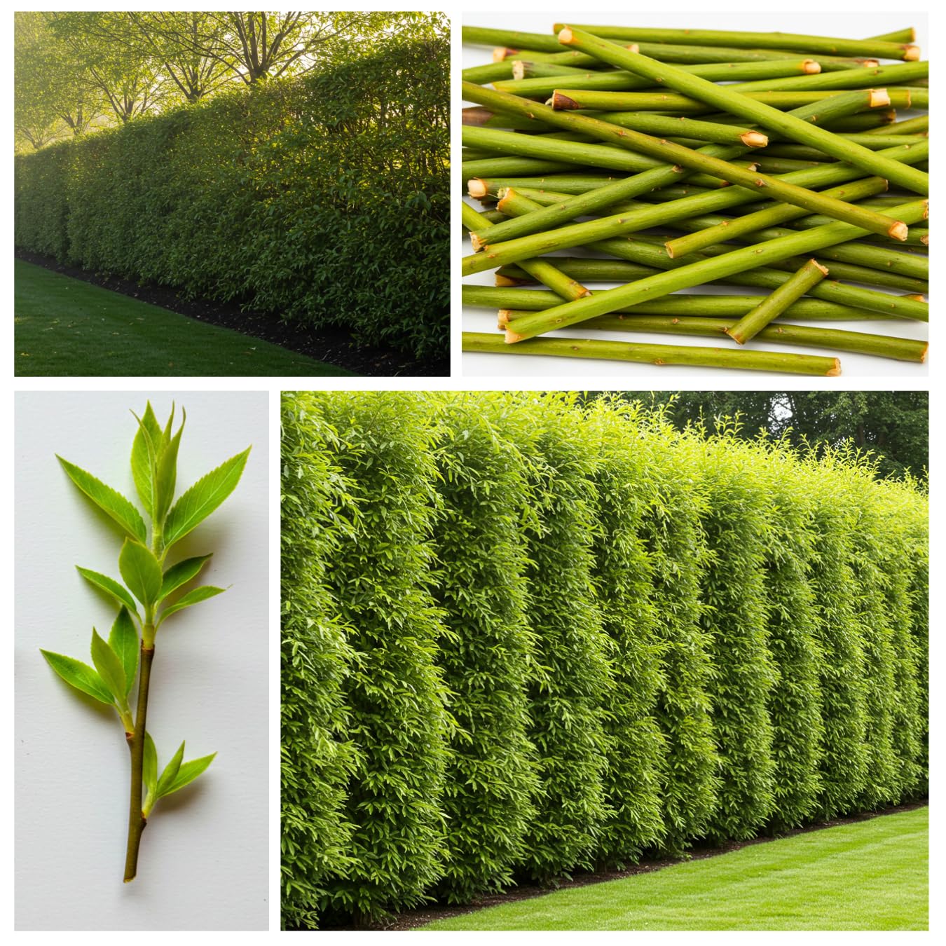 25 Jumbo Hybrid Willow Tree Cuttings - Much Thicker Root Stock - Approx 10 inches Tall, 5/8 in- 1+ Inch Thick Root Stock - Fast Privacy Shade Trees - Grows Fastest