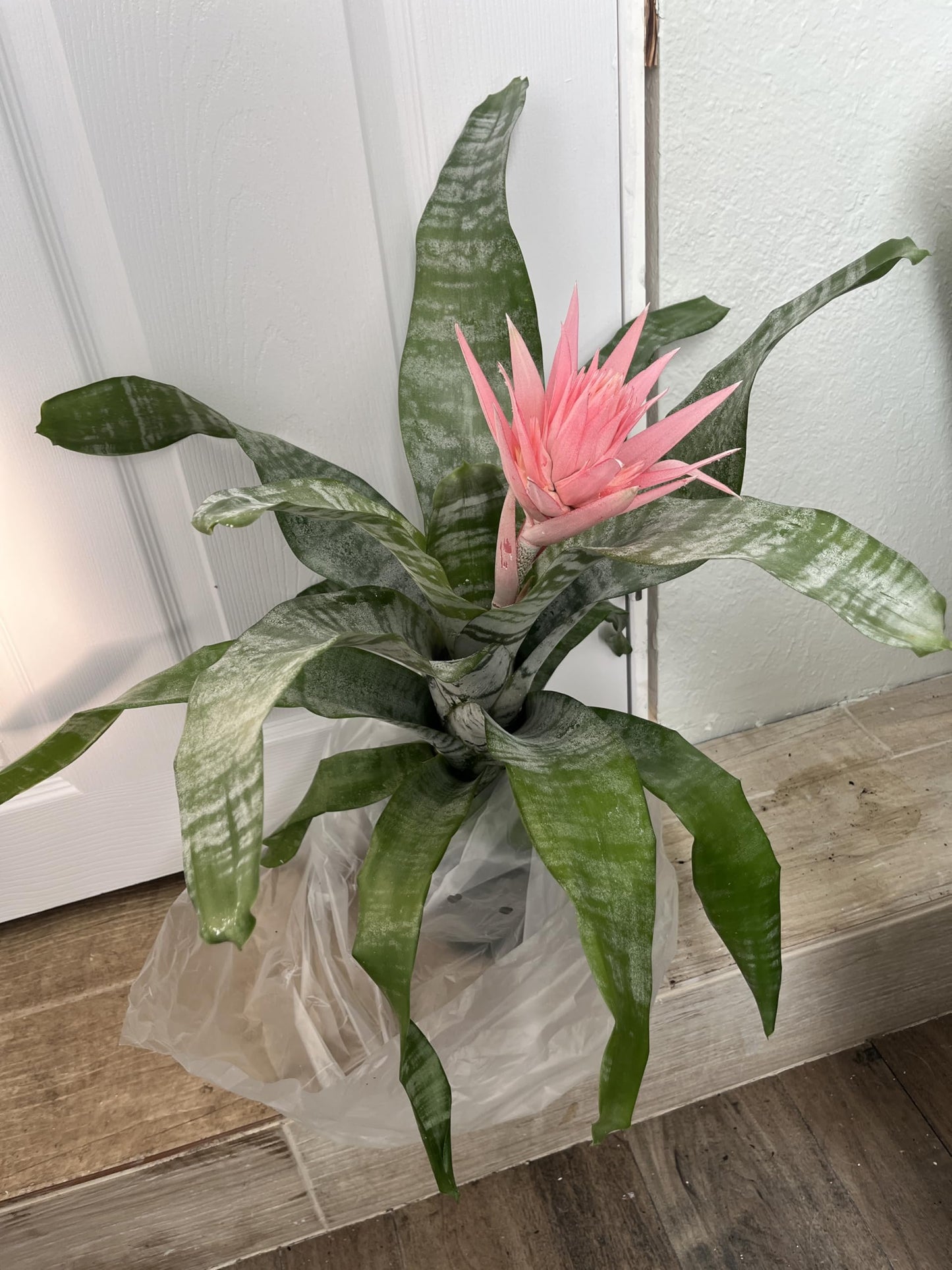 Aechmea fasciata (Silver Vase Plant/Urn Plant) Bromeliad Pink in Bloom. 6 in Pot