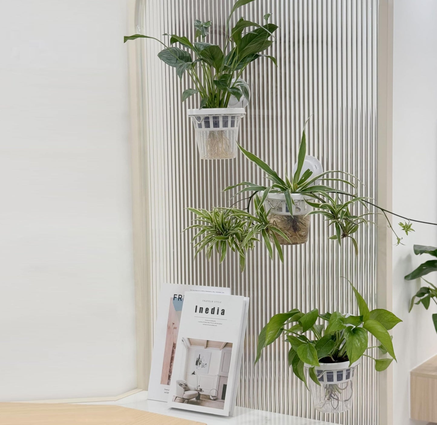 VirgoLeo Set of 3 Plastic Window Planter with Suction Cup Holder. Large Window Popagation. Clear Self Watering Window Mounted Plant Pots. Window Sill Planters Extender for Indoor Hydroponic Plants