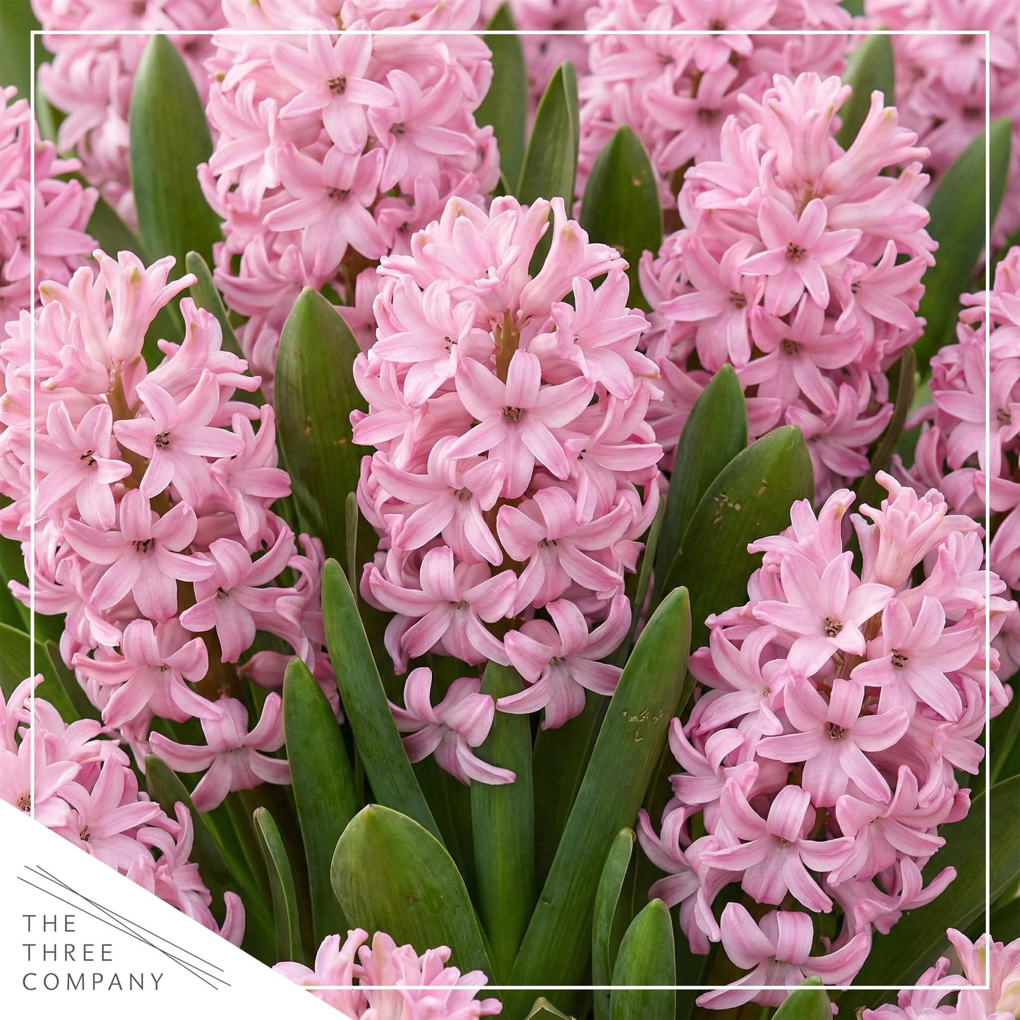 Live Flowering Hyacinth - Pink, Beautiful Spring Bulbs, Ships Dormant in 1.25 Quart Pot with Deco Cover, Blooms in 2-3 Weeks