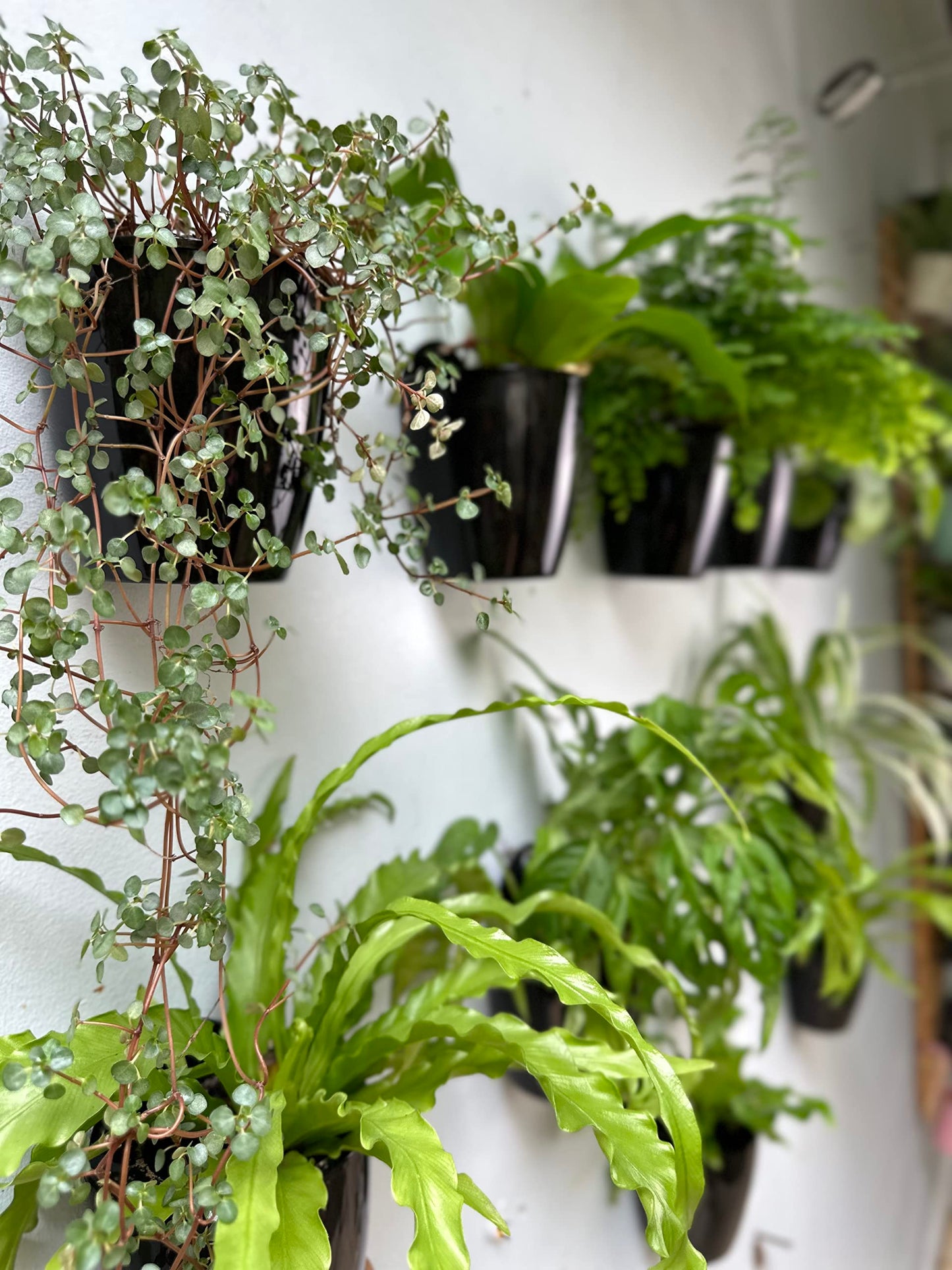 LaLaGreen Bundle- 2-Pack, 16 Inch Rectangular Self Watering Planter + 10-Pack, 5 Inch Black Self Watering Plastic Pot Decorative Eco Living Wall Mount Hanging Garden Windowsill Herb Boxes Indoor Home