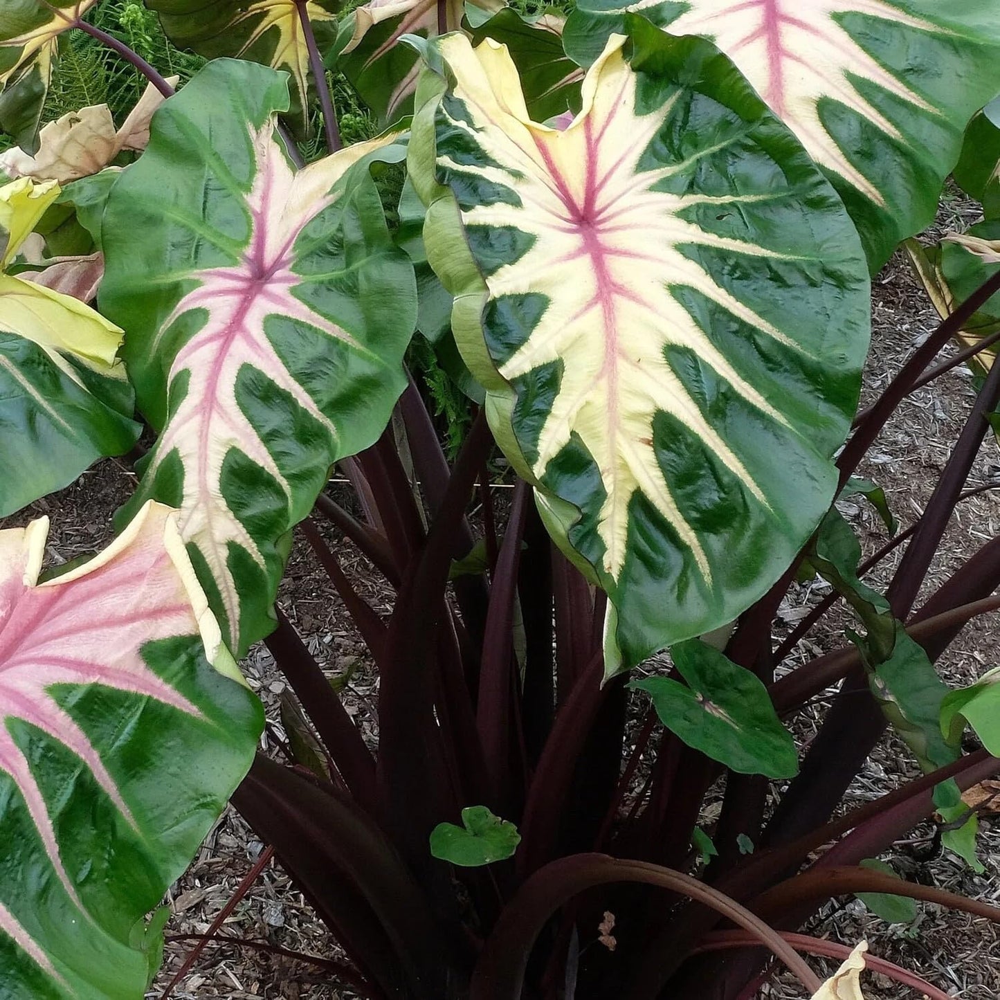 Live Plant - Waikiki Elephant Ear - Colocasia Esculenta - Live Starter Plant