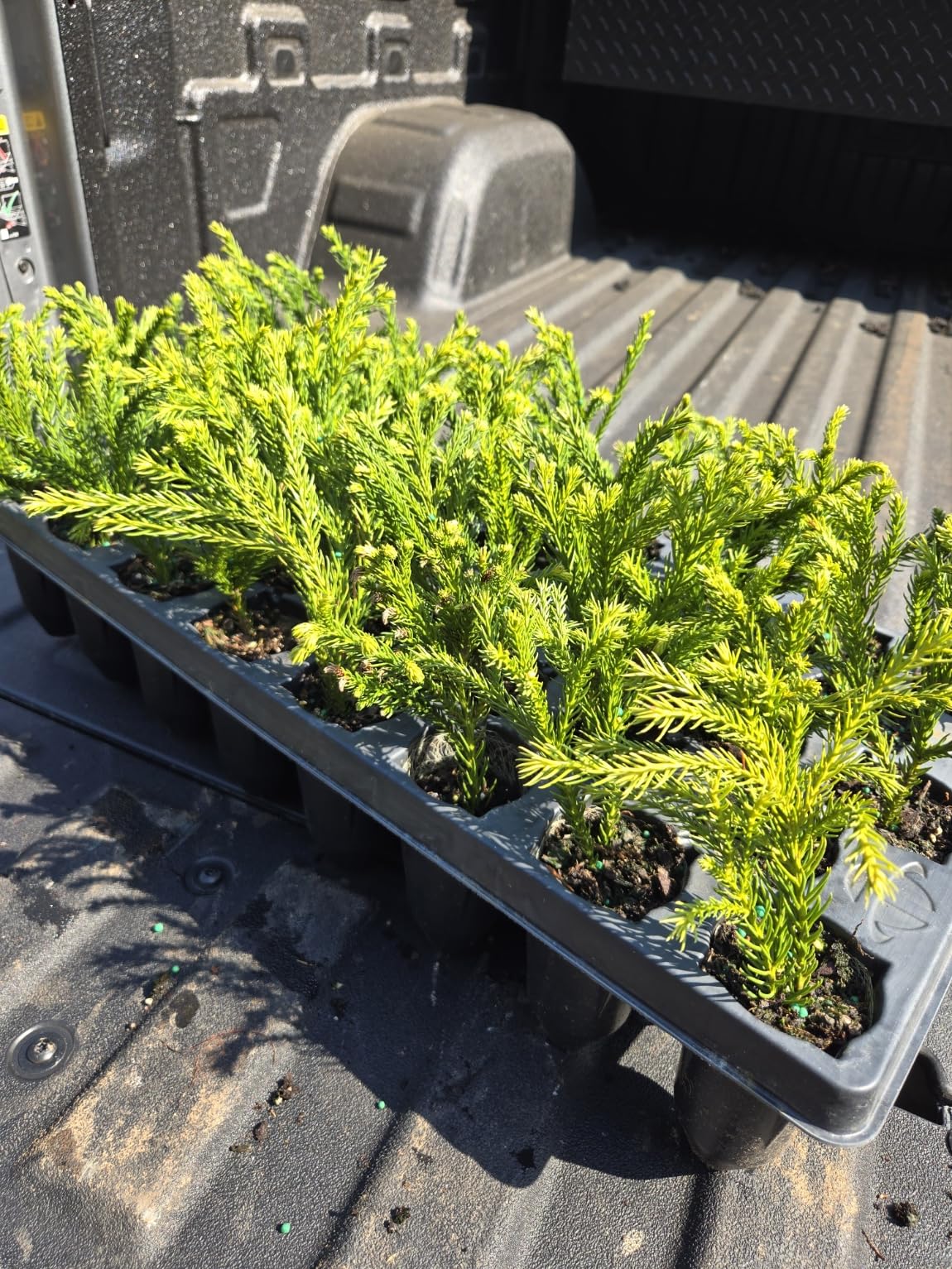 Rooted with Care | 10-Pack Cryptomeria 'Globosa Nana' Liners | Dwarf Globe Japanese Cedar
