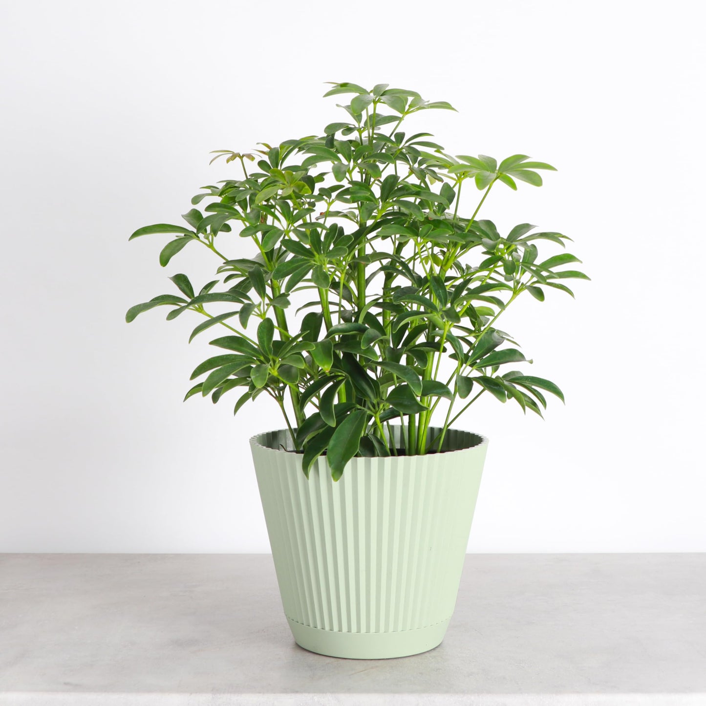 Thorsen's Greenhouse Live Arboricola Umbrella Tree Plant, Schefflera Arboricola, Natural Air Purifier, Easy to Grow, Live Indoor Houseplant, 6-inch Diameter (Sage (6" Pot))