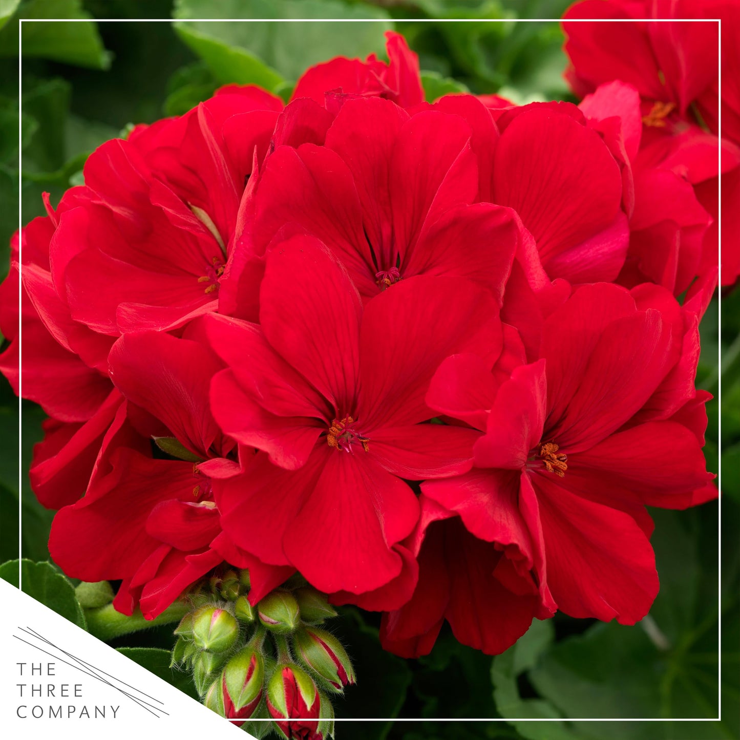 Live Flowering Zonal Geraniums - Red (3 Plants Per Pack) - Beautiful Spring Flowers - 12" Tall by 5" Wide in 1 Qt Pot