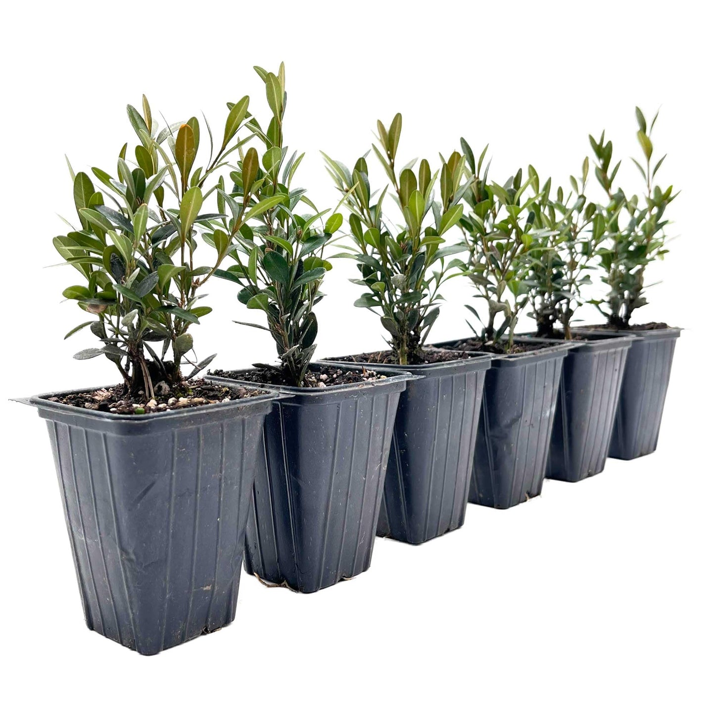 6 Green Gem Boxwood – Compact Rounded Evergreen Shrub for Low Hedges, Borders & Container Planting (Buxus sempervirens ‘Green Gem’) in 3.5″ Cubes, Live Plants