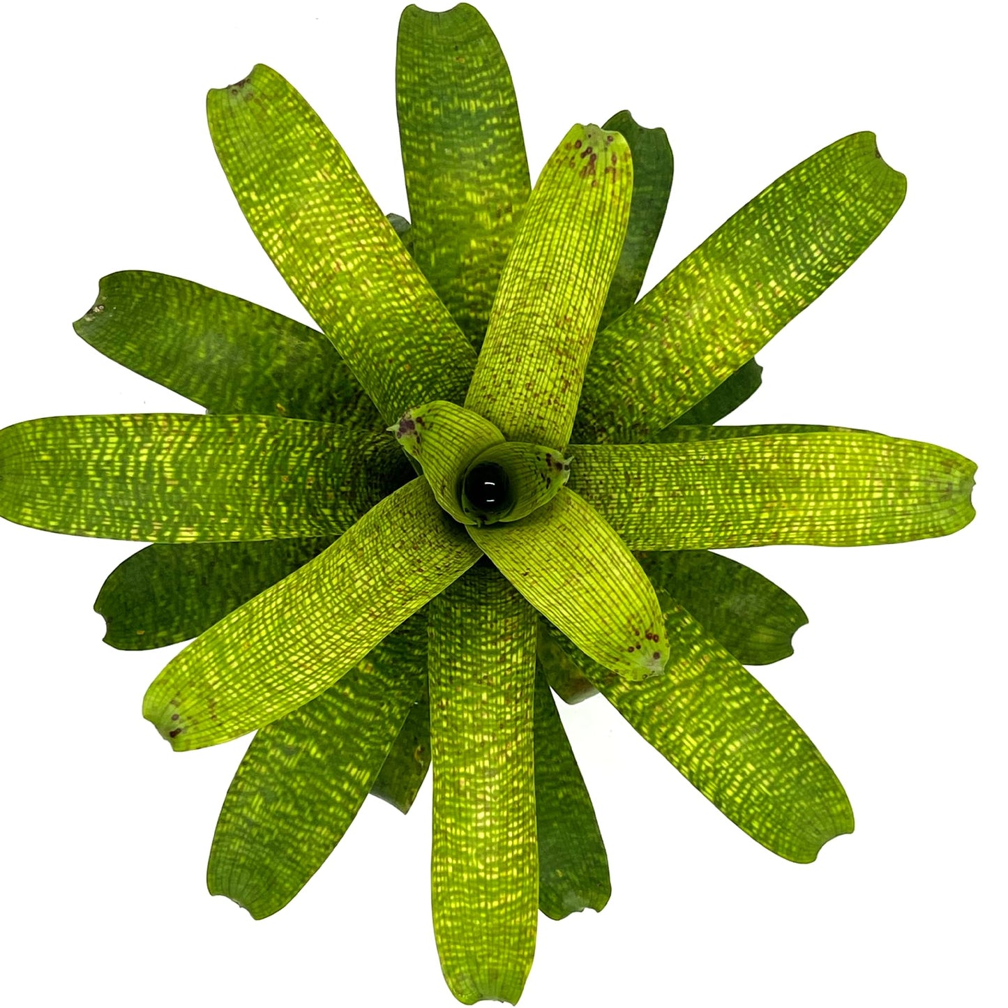 ragnaroc Live Plants – Bromeliad Vrisea Fenestralis, 4-8" in 4" Pot - 1ct - Live Arrival Guaranteed - House Plants for Home Decor & Gift