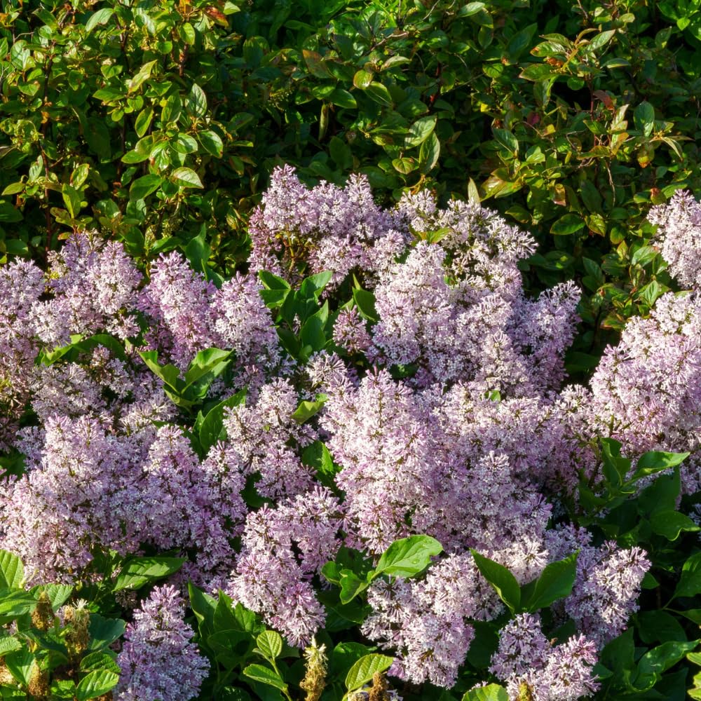 Lilac Live Plant in Pot, Hardy Shrub with Reblooming Blossoms, 1-2 Year Old Plant, Dormant in Winter, Fragrant Flowers (Lavender Lilac)