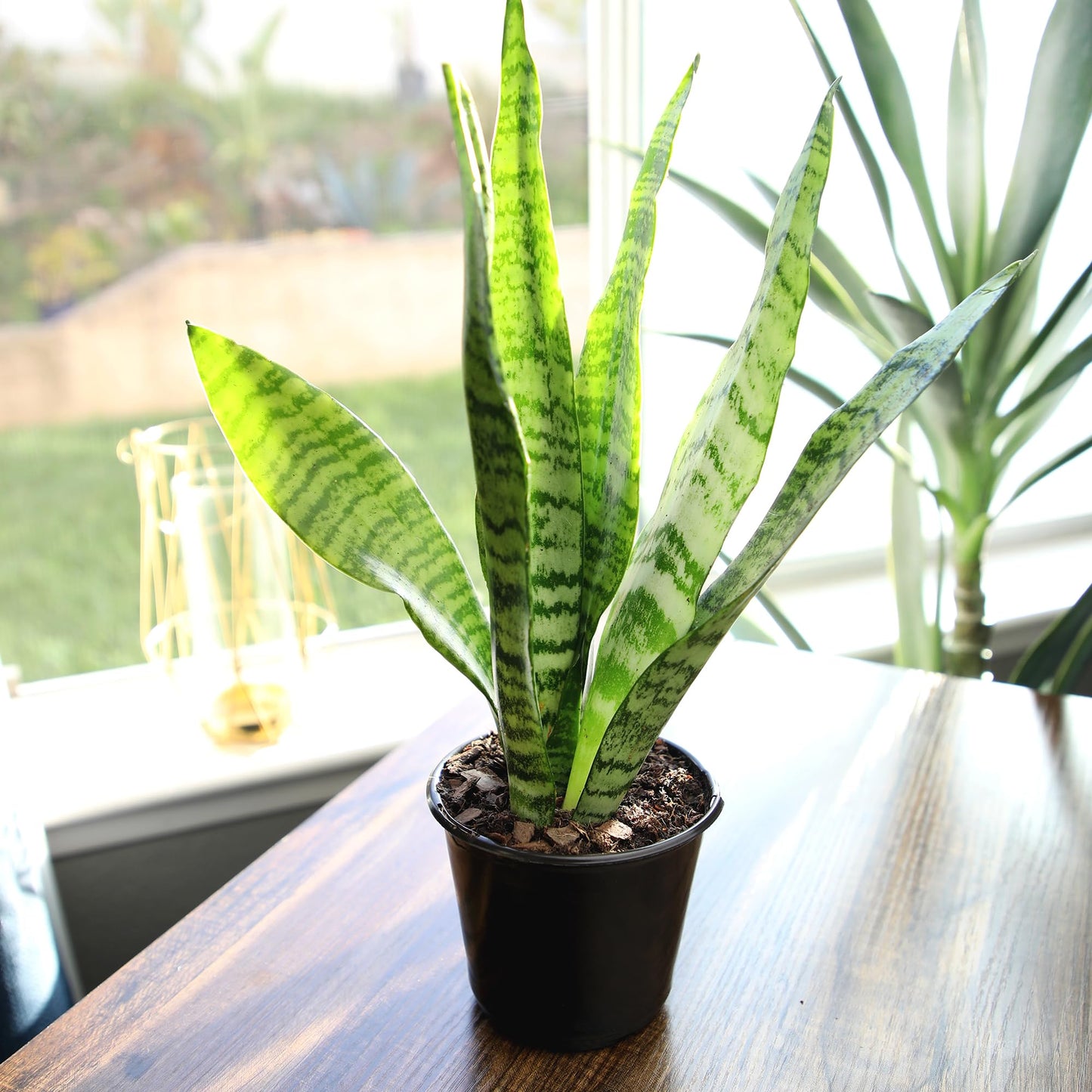 Altman Plants Live Snake Plant (Zeylanica), Approx. 13" Tall, Virtually Indestructible Easy Succulent Houseplant, 4 in Pot