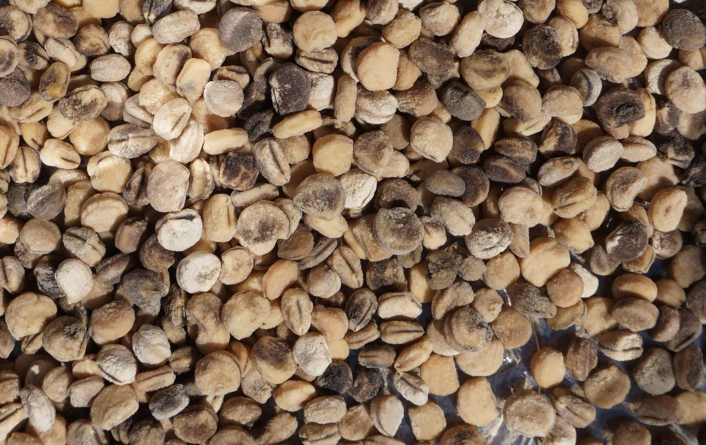 Stratifed Ginseng Seed 1 Pound Package