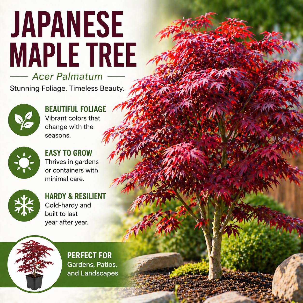 3-Pack Live Green Japanese Maple Tree Starts – Acer Palmatum Seedlings – Ornamental Landscape Trees – Vibrant Spring Color – Easy to Grow Starter Plants